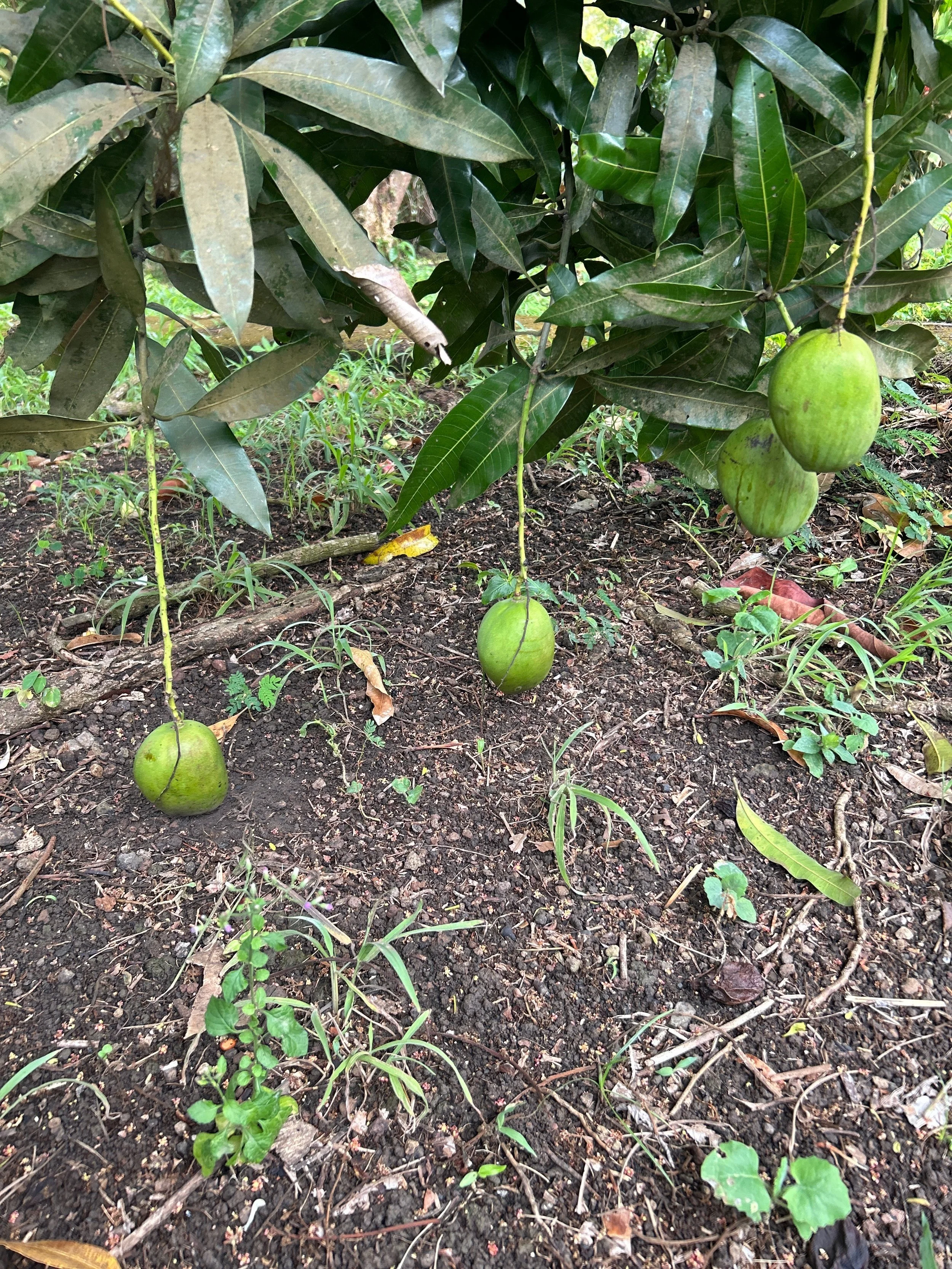 100% Organic Coconut