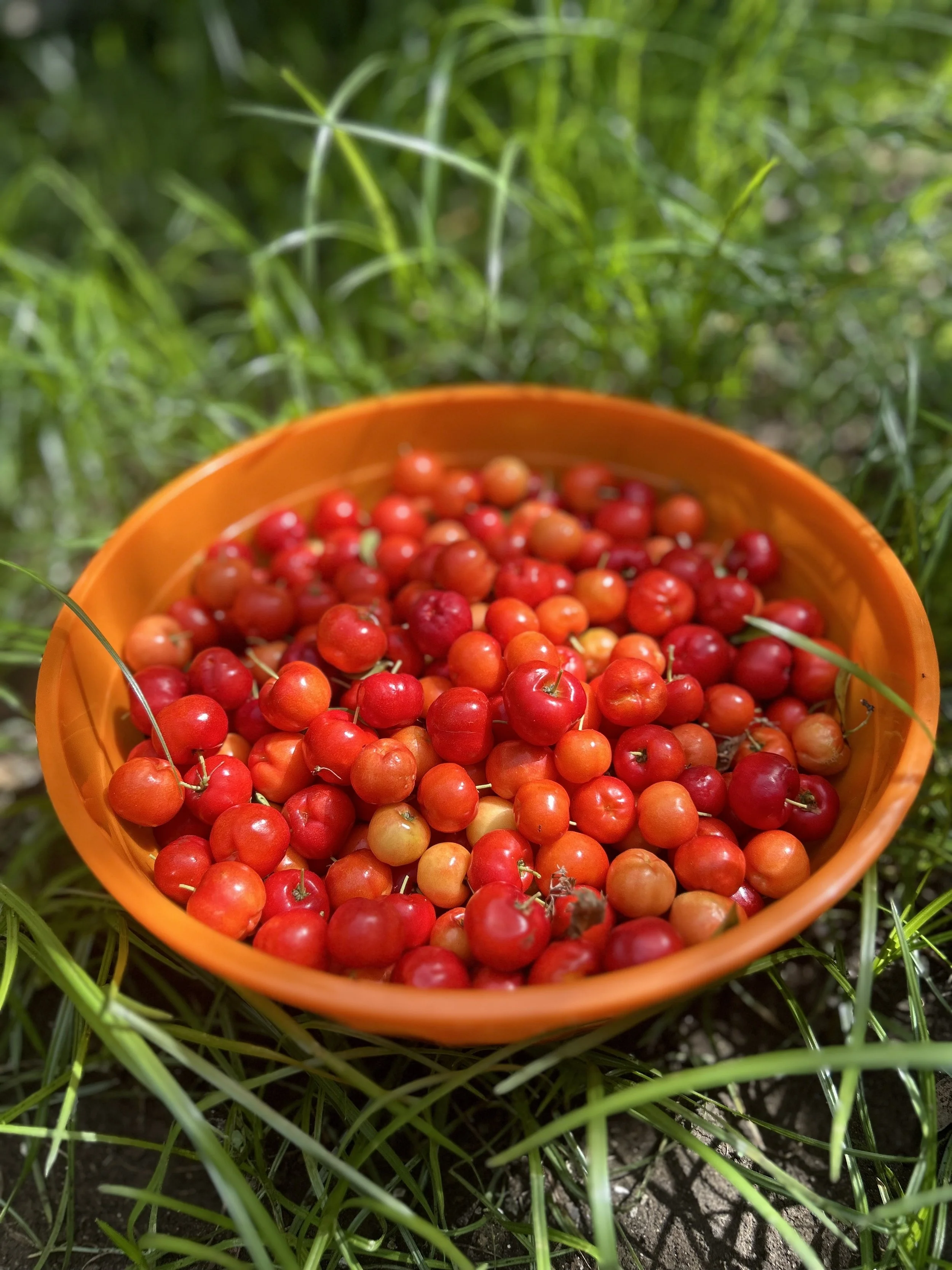 100% Vegan Friendly Organic Cherries