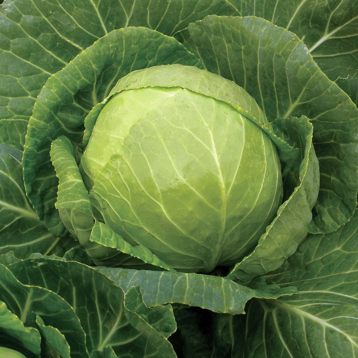 100% Vegan Friendly Organic Green Cabbage
