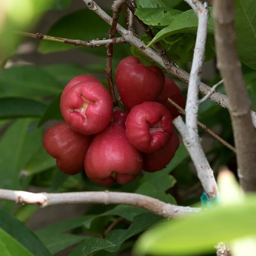 100% Vegan Friendly Organic "Nuni" Fruit