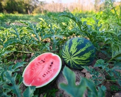 100% Organic Watermelon