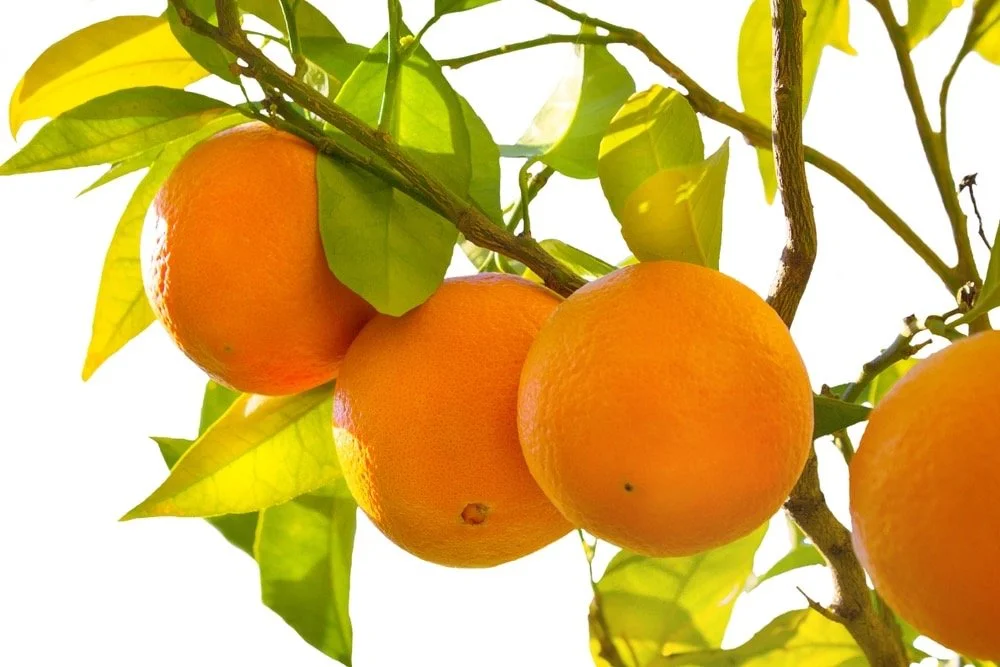 Four ripe oranges hanging on a tree with green leaves around them.