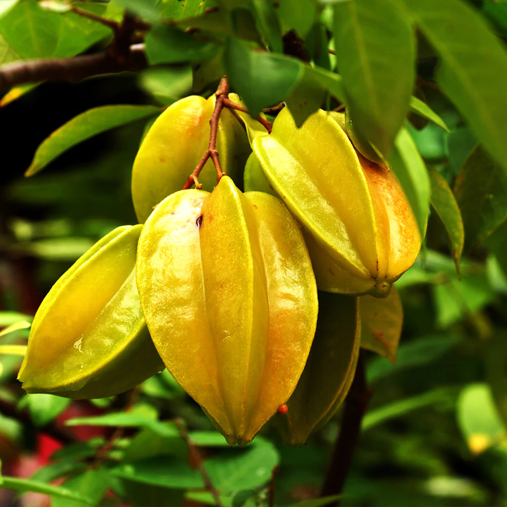 Organic Starfruit