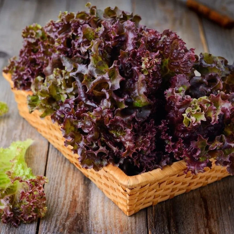 Organic Red Lettuce