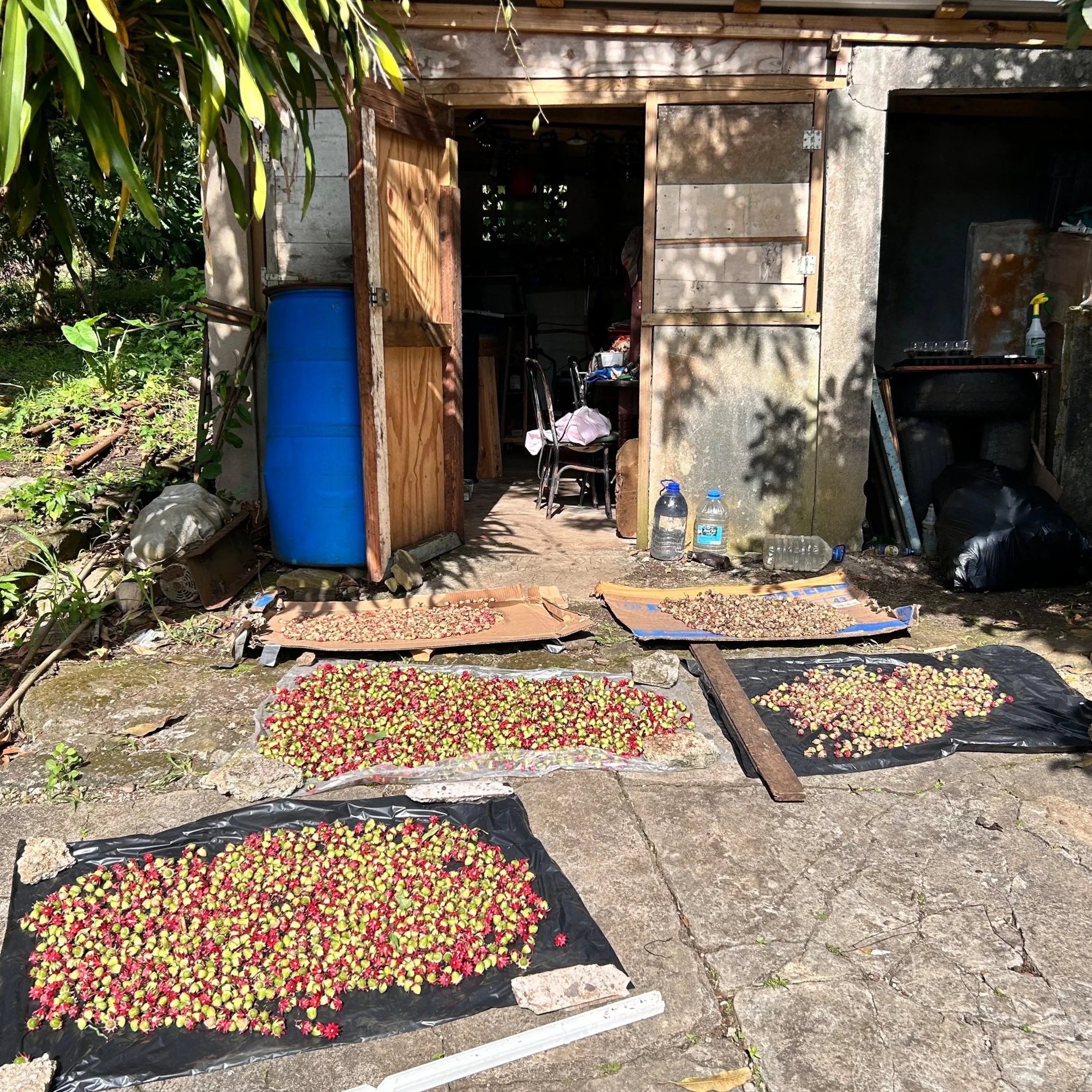 Edlyn &amp; Friends touring Lewisville.