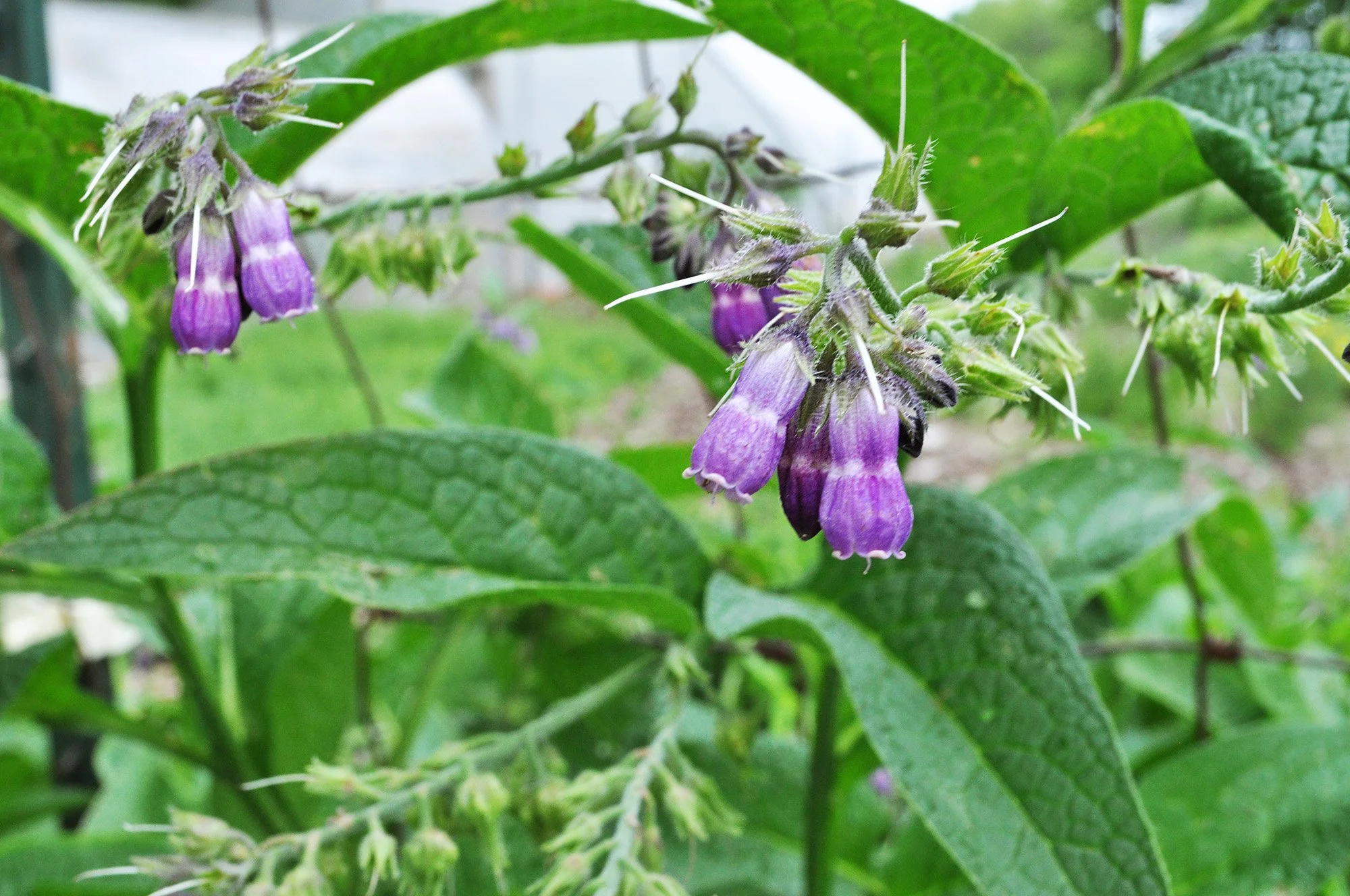 WildIvyHerbFarm-Comfrey-1.jpg (Copy)