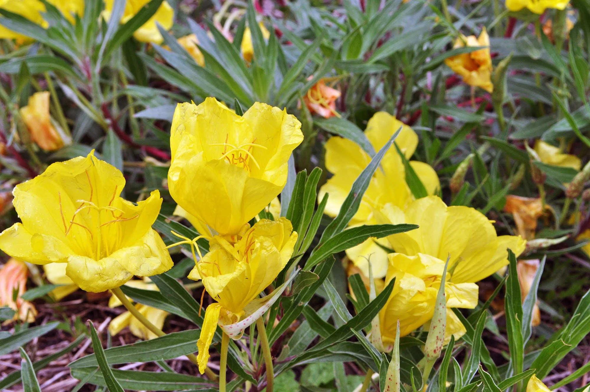 WildIvyHerbFarm-eveningPrimrose-1.jpg (Copy)