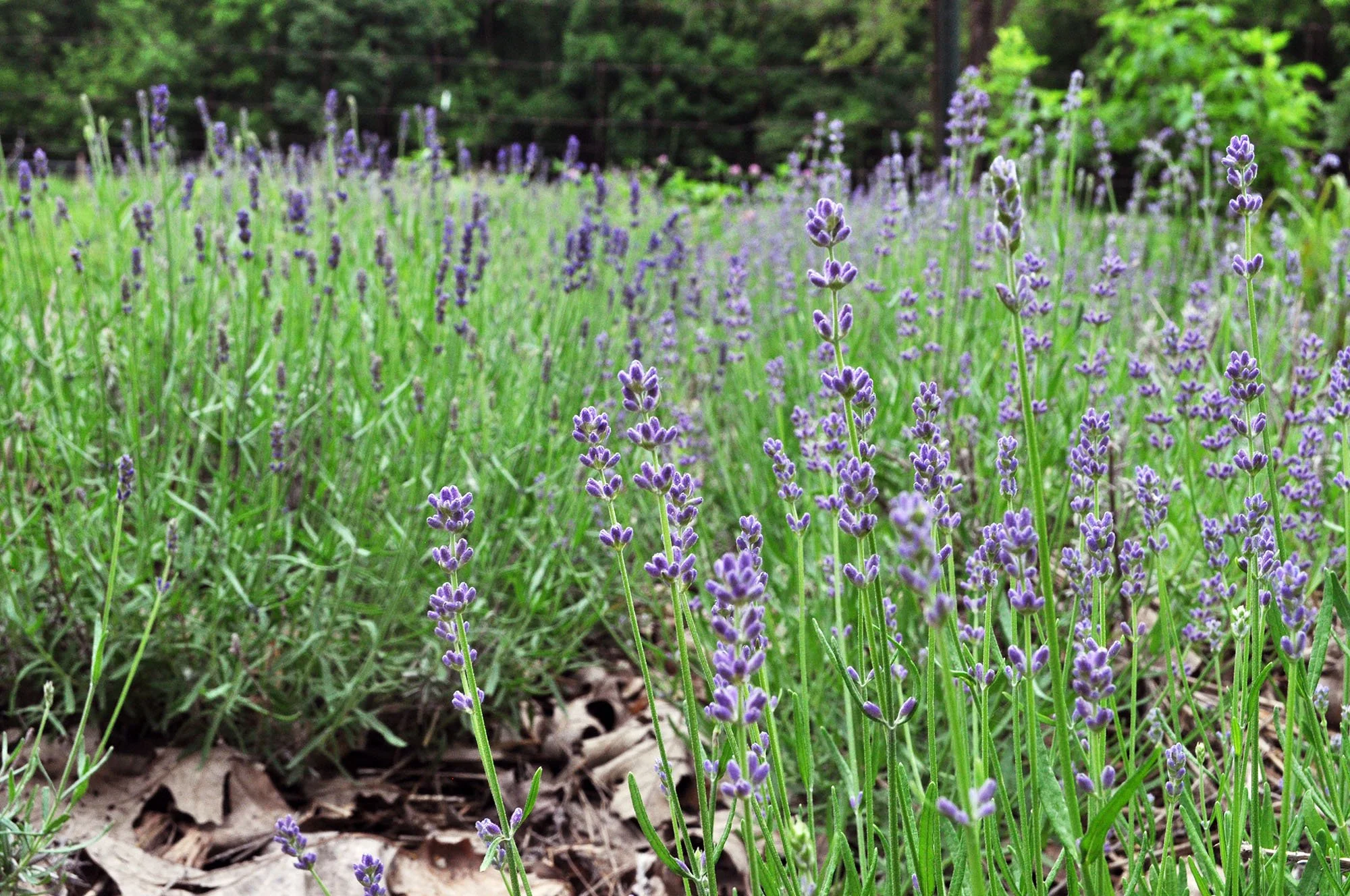 Wild Ivy Herb Farm welcomes Liz Bonny!