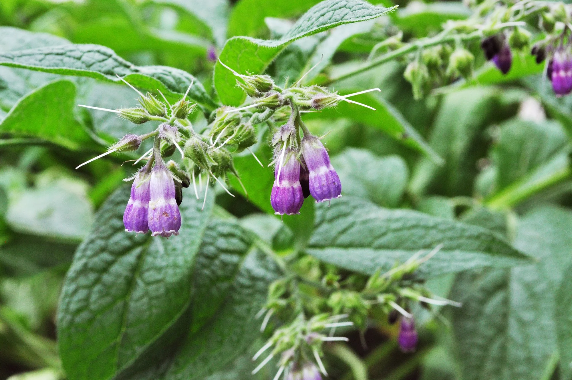 WildIvyHerbFarm-Comfrey-3.jpg