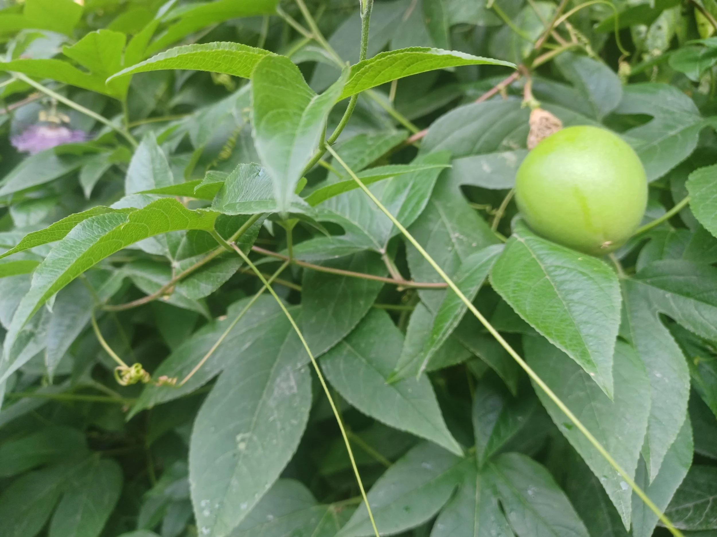 Passion fruit on the vine.jpg