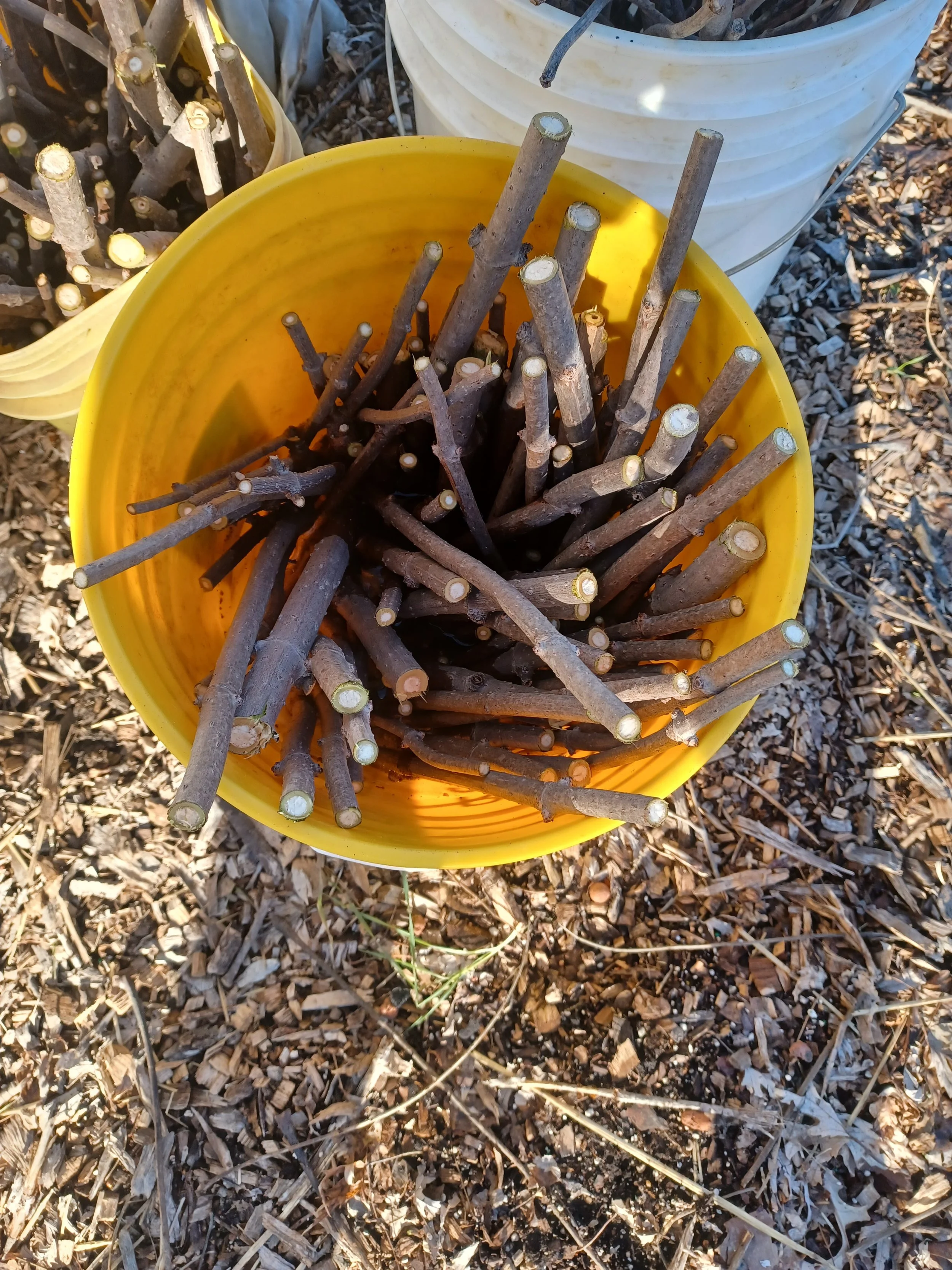 Elderberry  Cuttings
