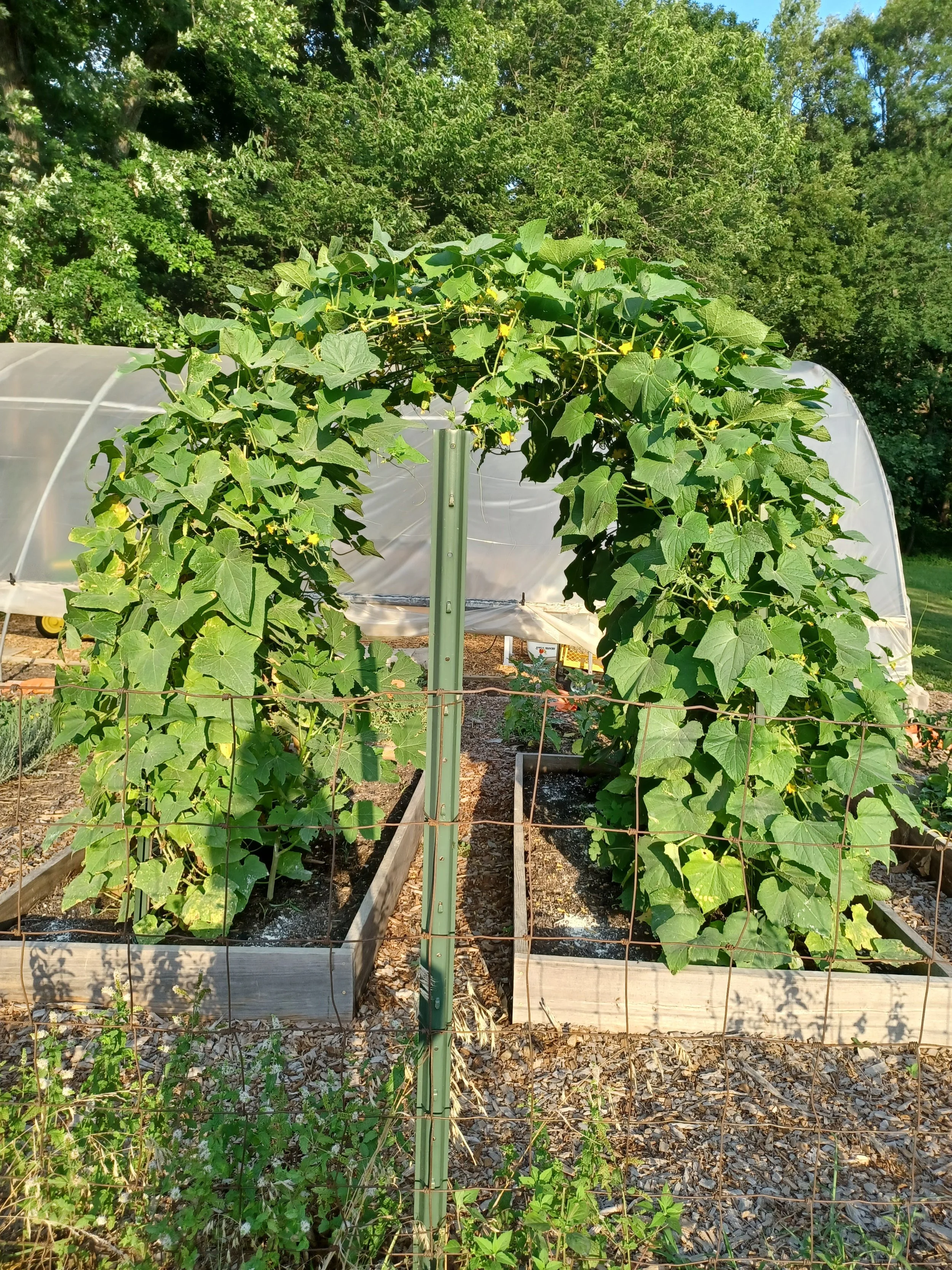 Cucumber Trellis 2024 (2).jpg
