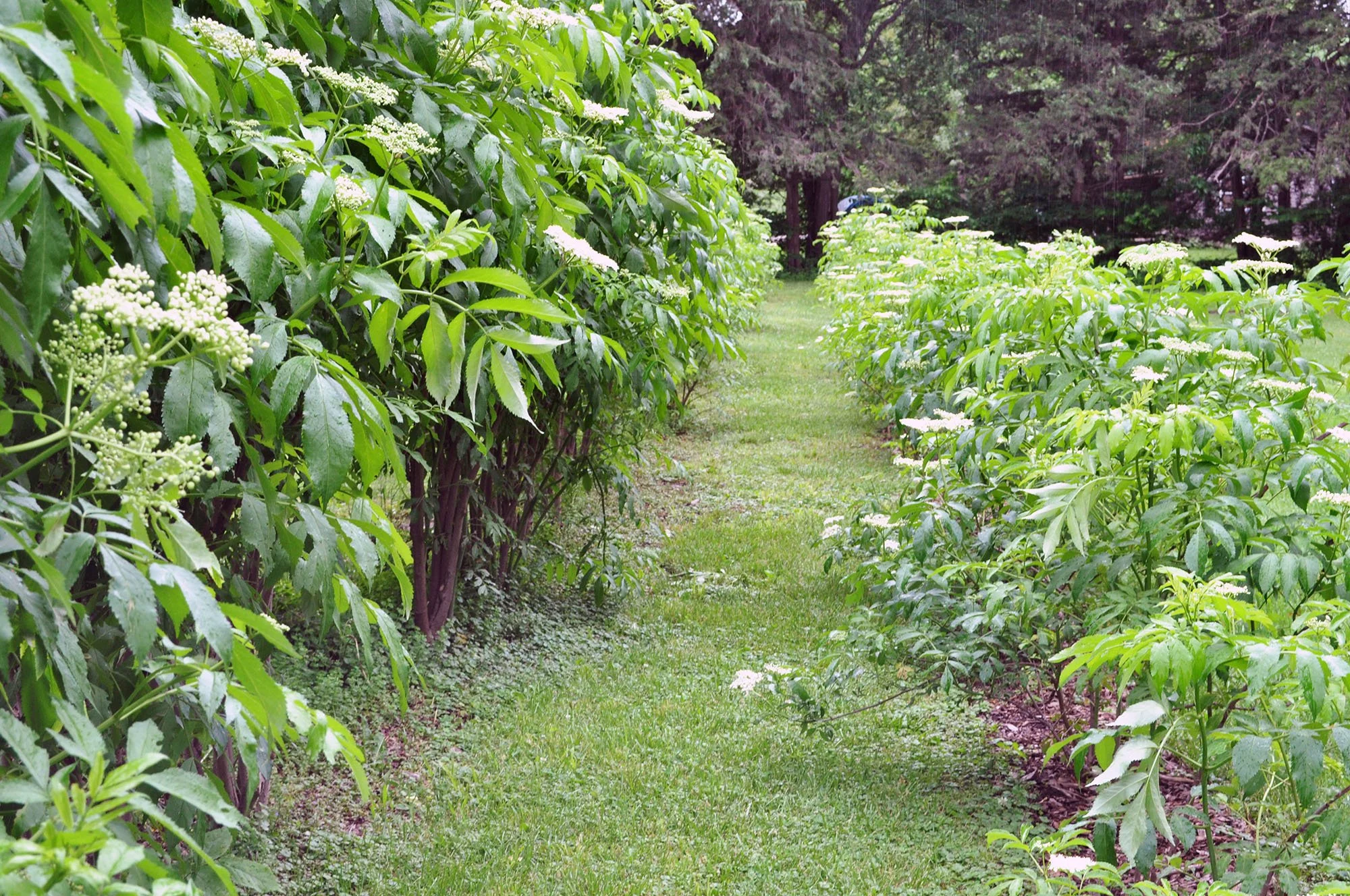 WildIvyHerbFarm-elderberry-flower-rows-2.jpg