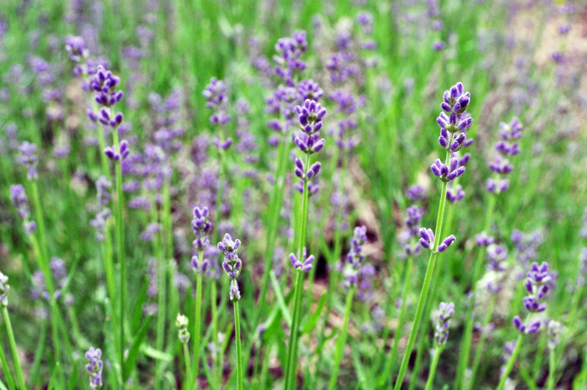 WildIvyHerbFarm-Lavender-2.jpg