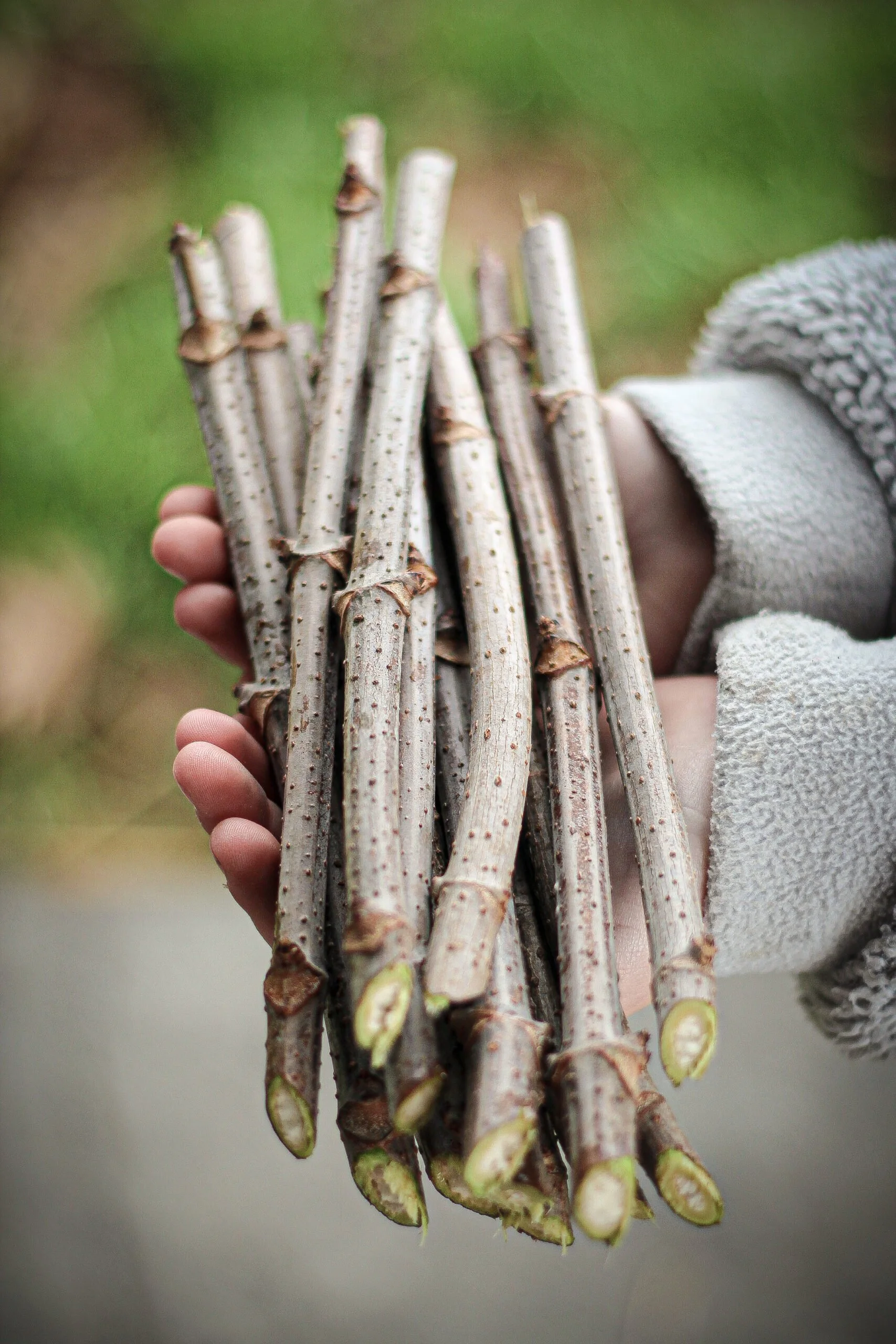 Elderberries Workshop Parts 1 & 2