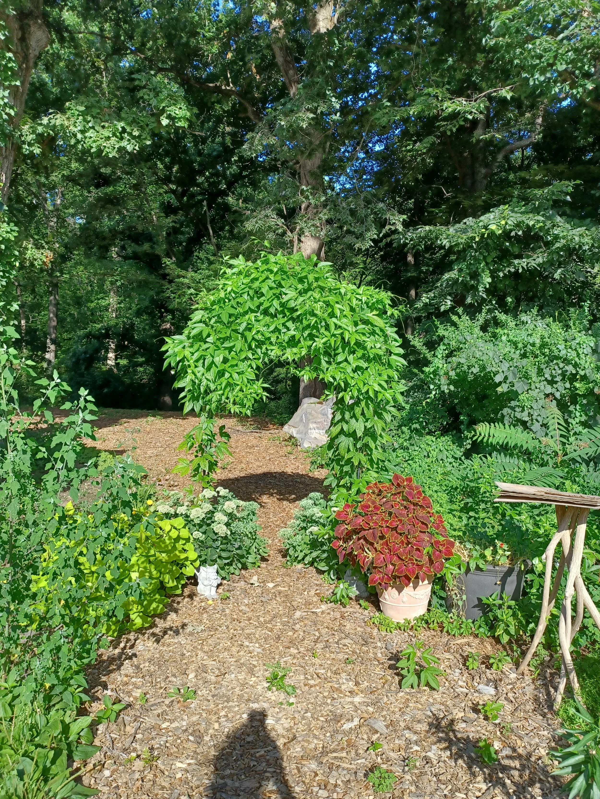 Entrance through trellis July 2025.jpg