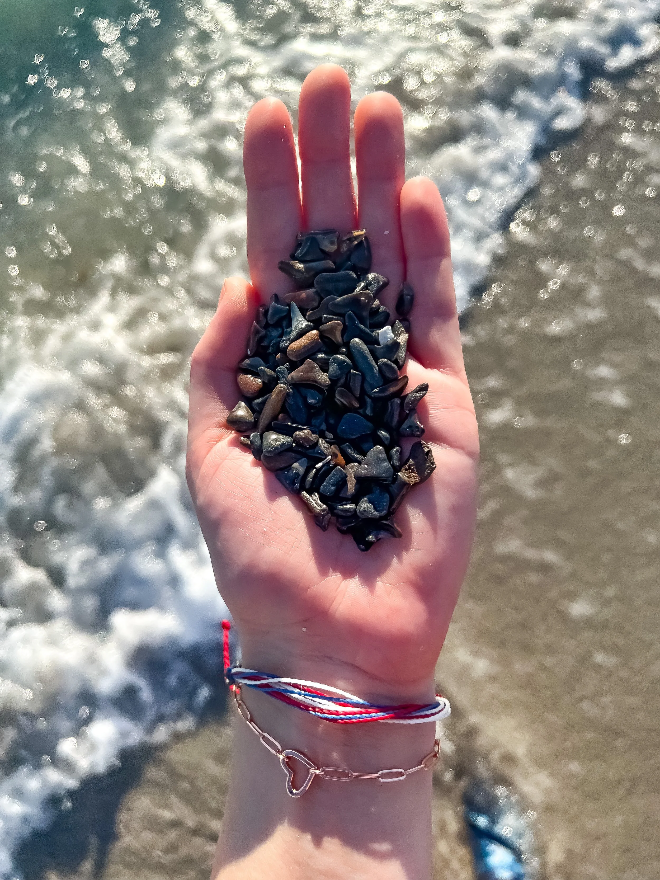 🌴 Florida Shelling: A Salty Soul’s Guide to Treasure Hunting by the Sea 🐚