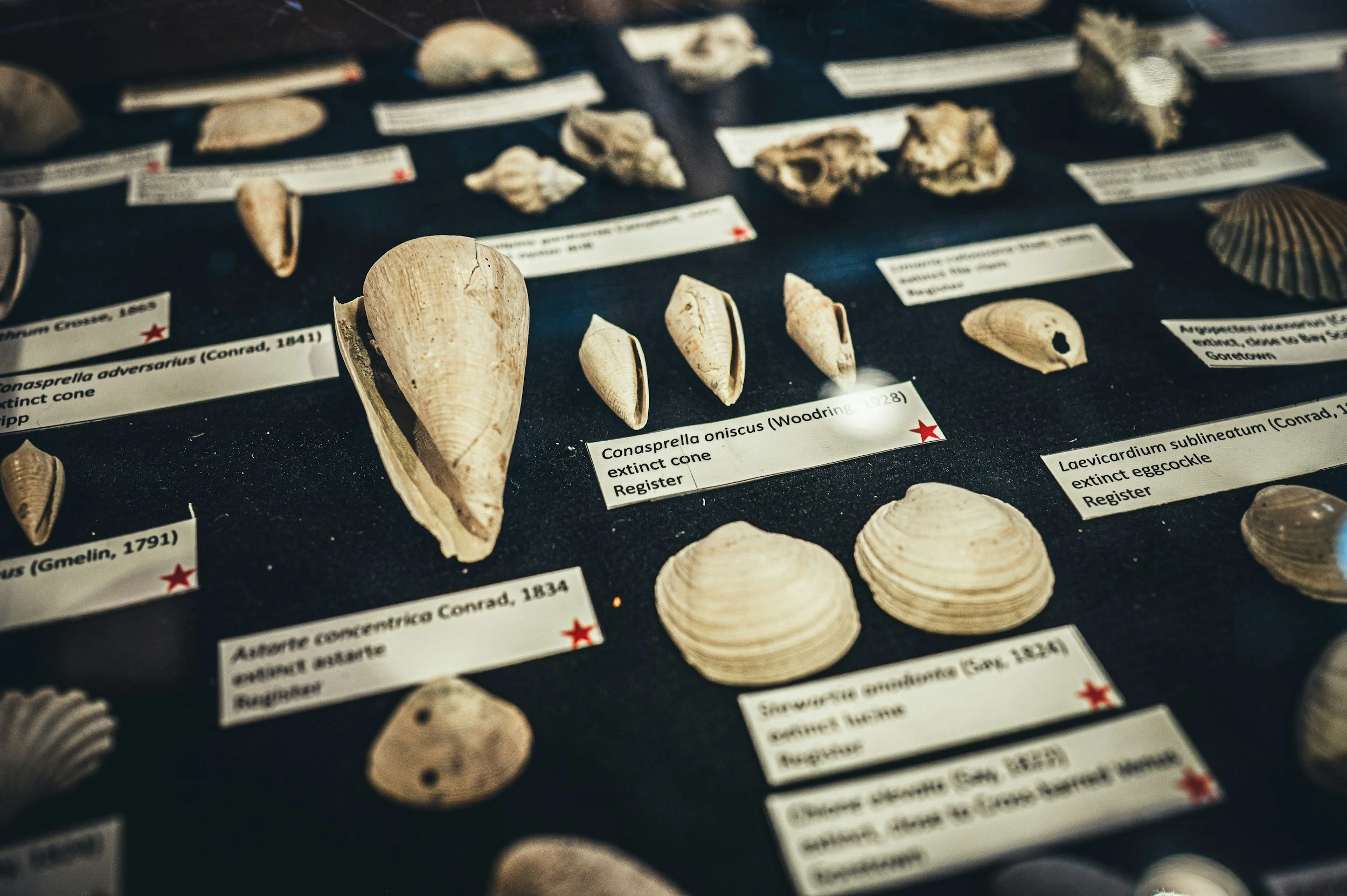 Fossil shells displayed in a museum exhibit with labels detailing species and extinction status.