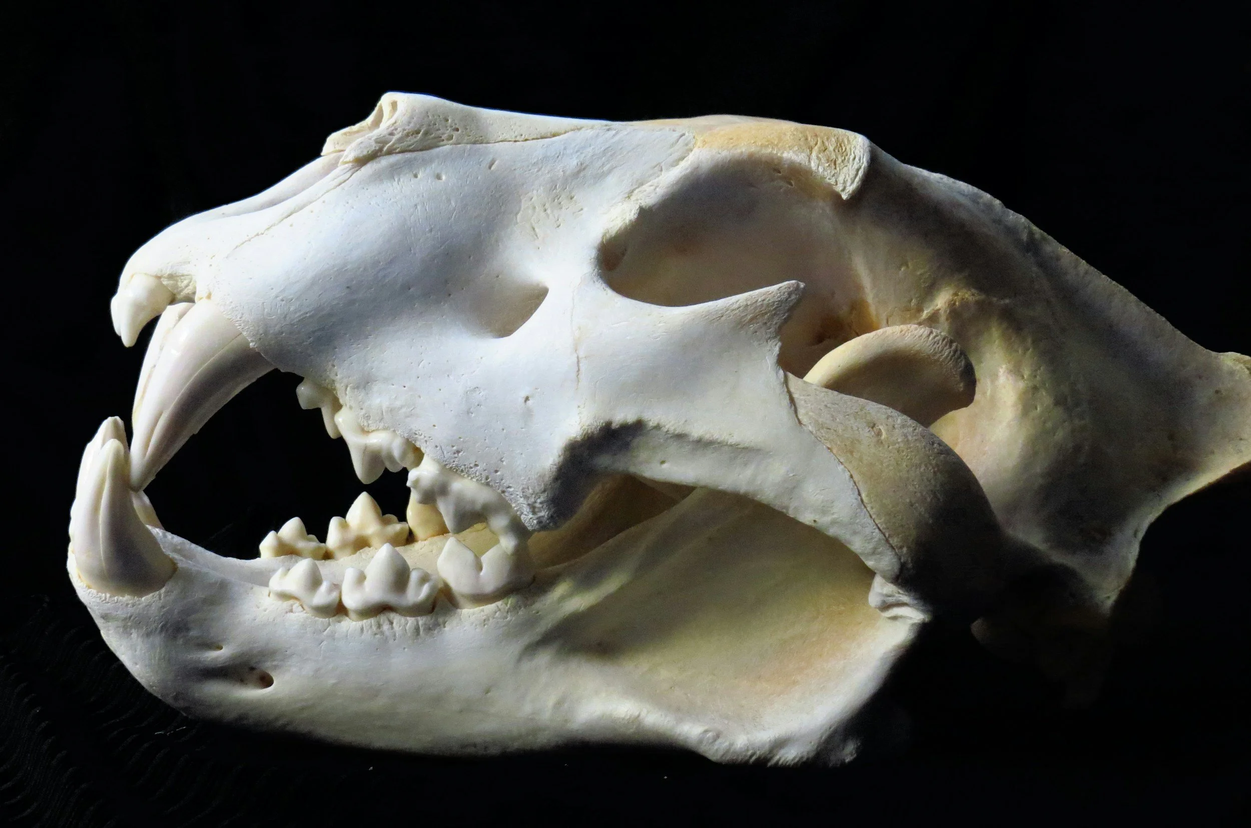 Side view of a large extinct animal skull with prominent canine teeth against a dark background.