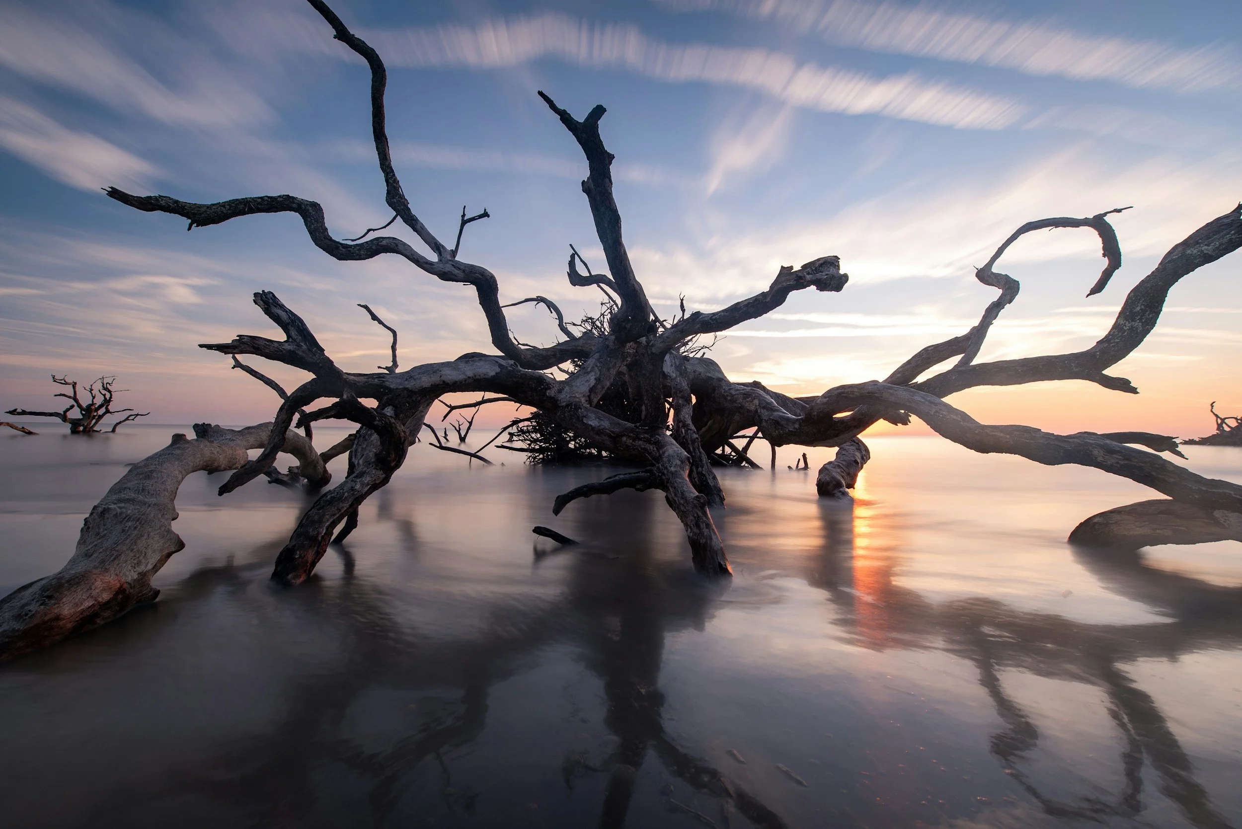 Dead tree roots submerged in water at sunset with a cloudy sky.