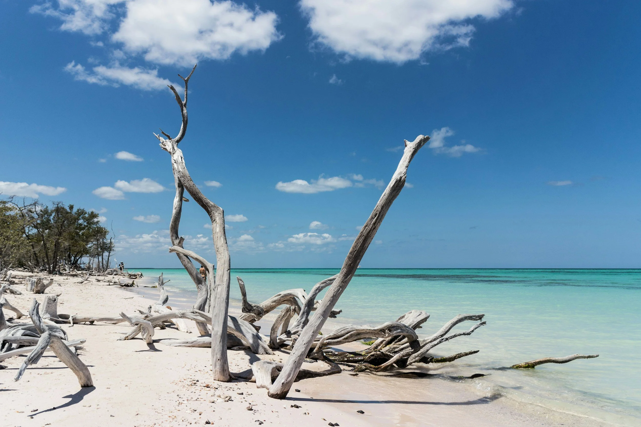 Beach with driftwood, clear turquoise water, blue sky with scattered clouds, and trees in the background.