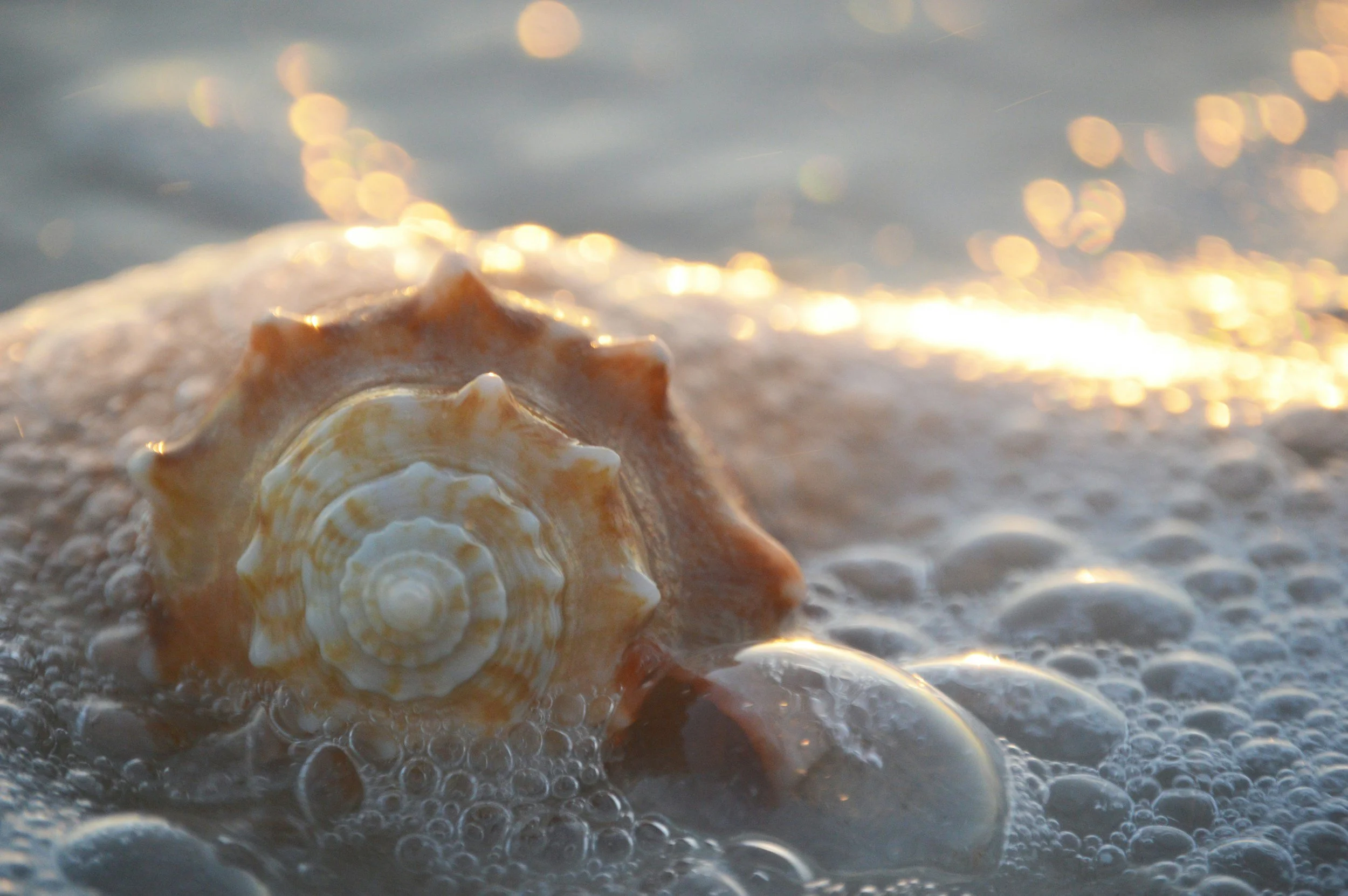 Close-up of a large seashell on wet sand with small bubbles, illuminated by warm sunlight.