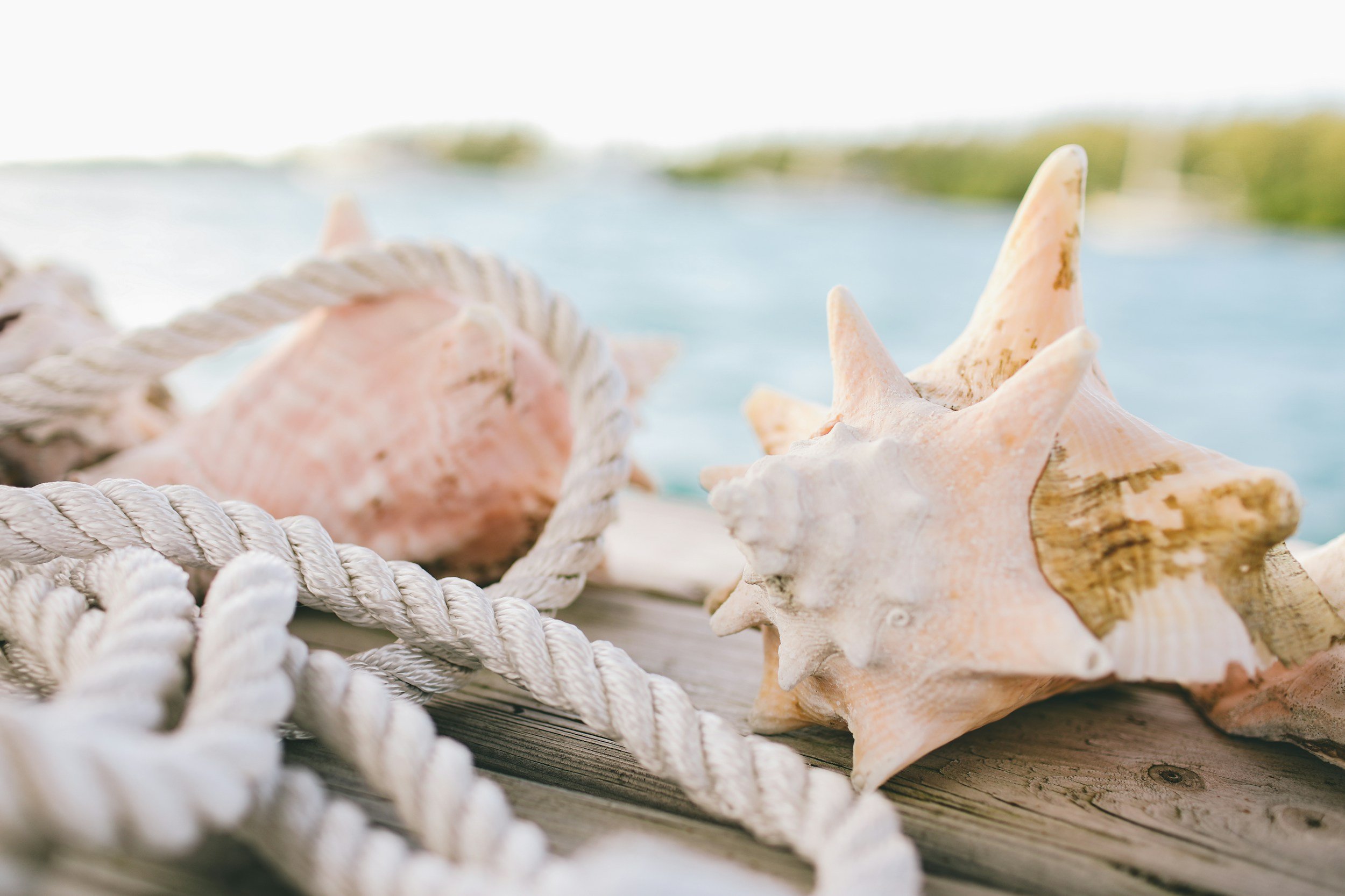 Sea shells and a white rope on a wooden surface outdoors, with water and blurred landscape in the background.