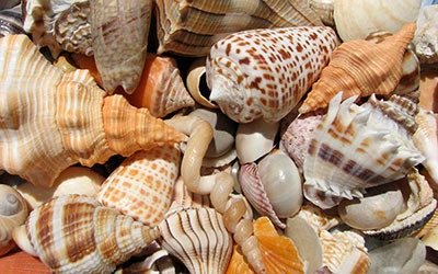 Sanibel Shell Festival