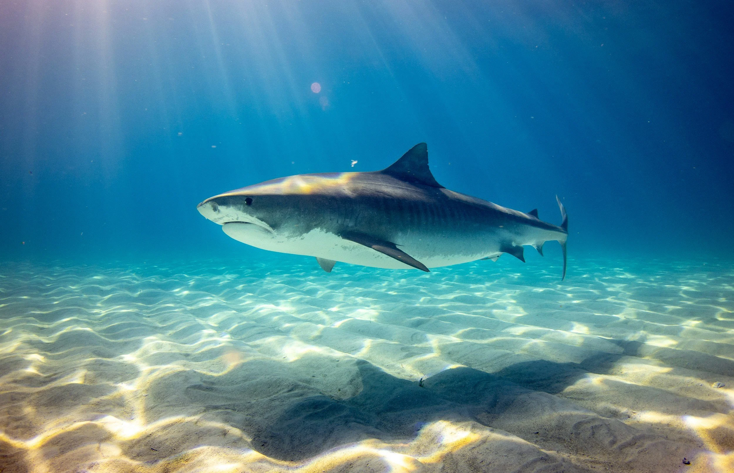 A large shark swimming near the sandy ocean floor with sunlight filtering through the water.