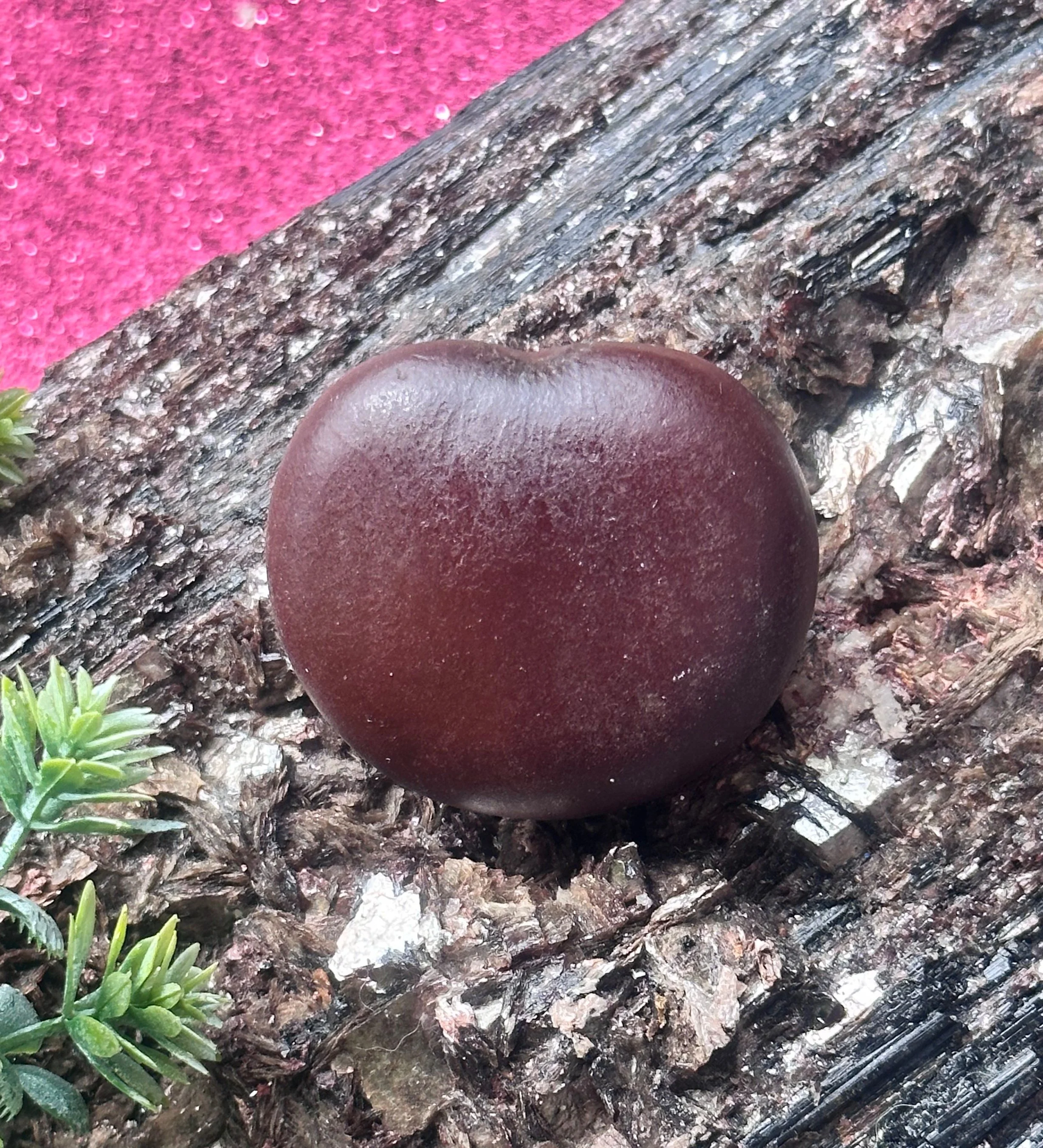 A smooth, dark reddish-brown heart-shaped stone resting on rough, textured bark of a tree. Some small green plants are visible in the bottom left corner.
