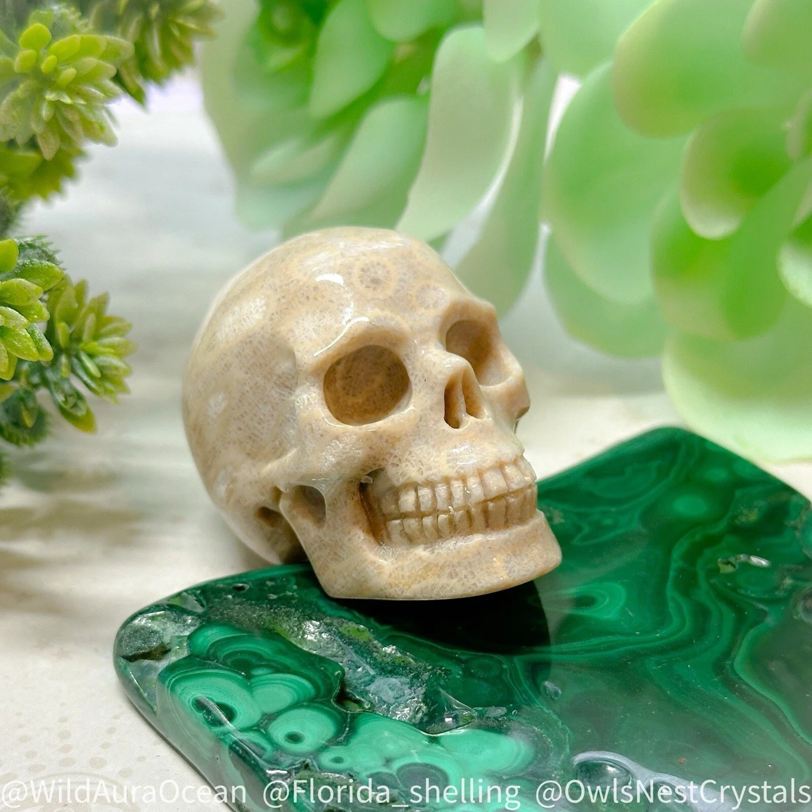 2" Fossil Hand Carved Fossilized Coral Skull