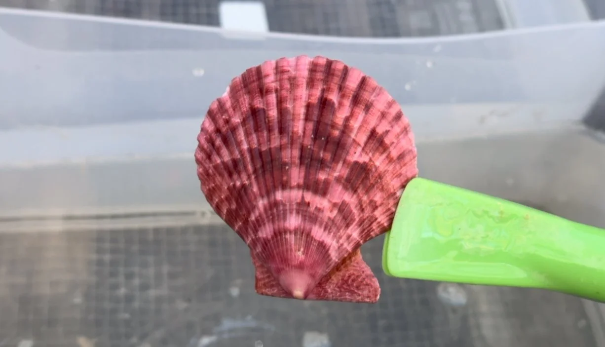 Pink scallop shell held by a green plastic tongs being dipped into muriatic acid to clean them and remove excess calcium buildup.