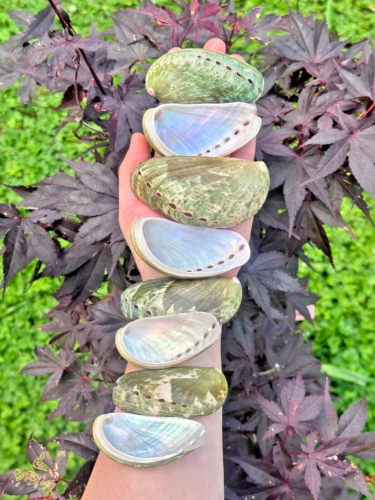 1 Polished Mule Ear Abalone Shells (Haliotis asiana)