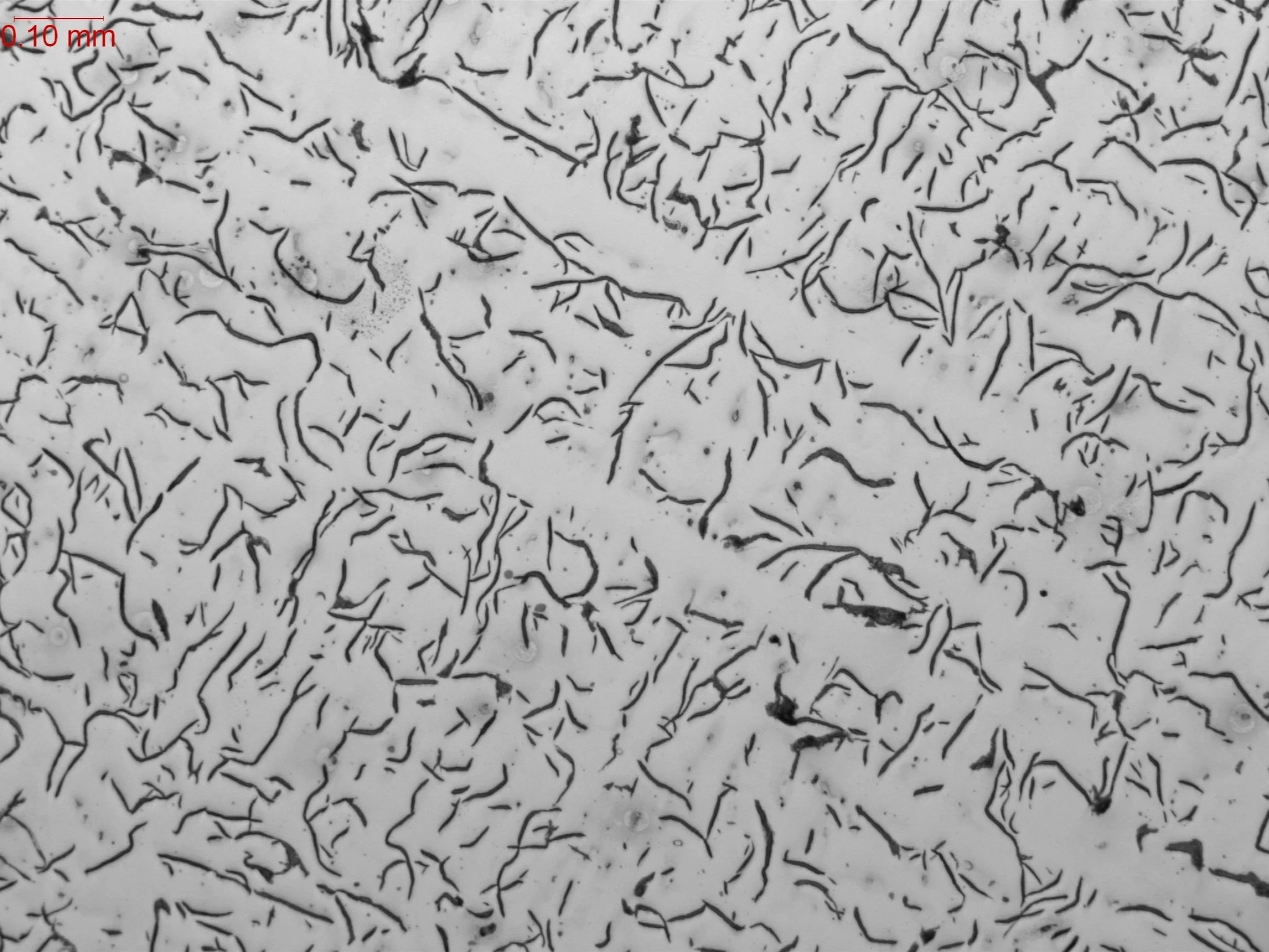 Interdendritic flake graphite (as polished), microstructural evaluation analyzing graphite flake classification, orientation, and size distribution in a gray iron casting sample per ASTM A247 and ASTM E3 under ISO 17025 accredited laboratory standard
