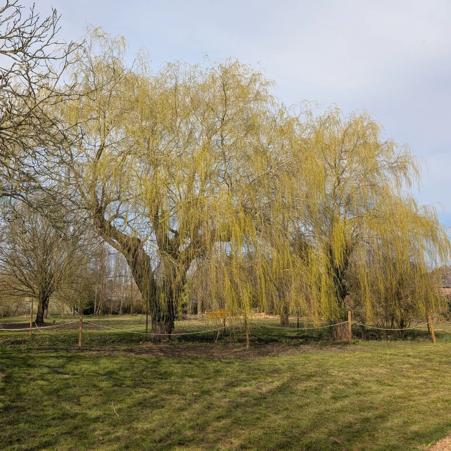 T-minus 13 days until we open!! So thankful for some good weather to finally be able to do a top cut on the grass. 🌞 Going a level shorter tomorrow! 🚜  And the blooms on the willows 👌and the blooms on the willows 👌

*Yes there is still a skip in 