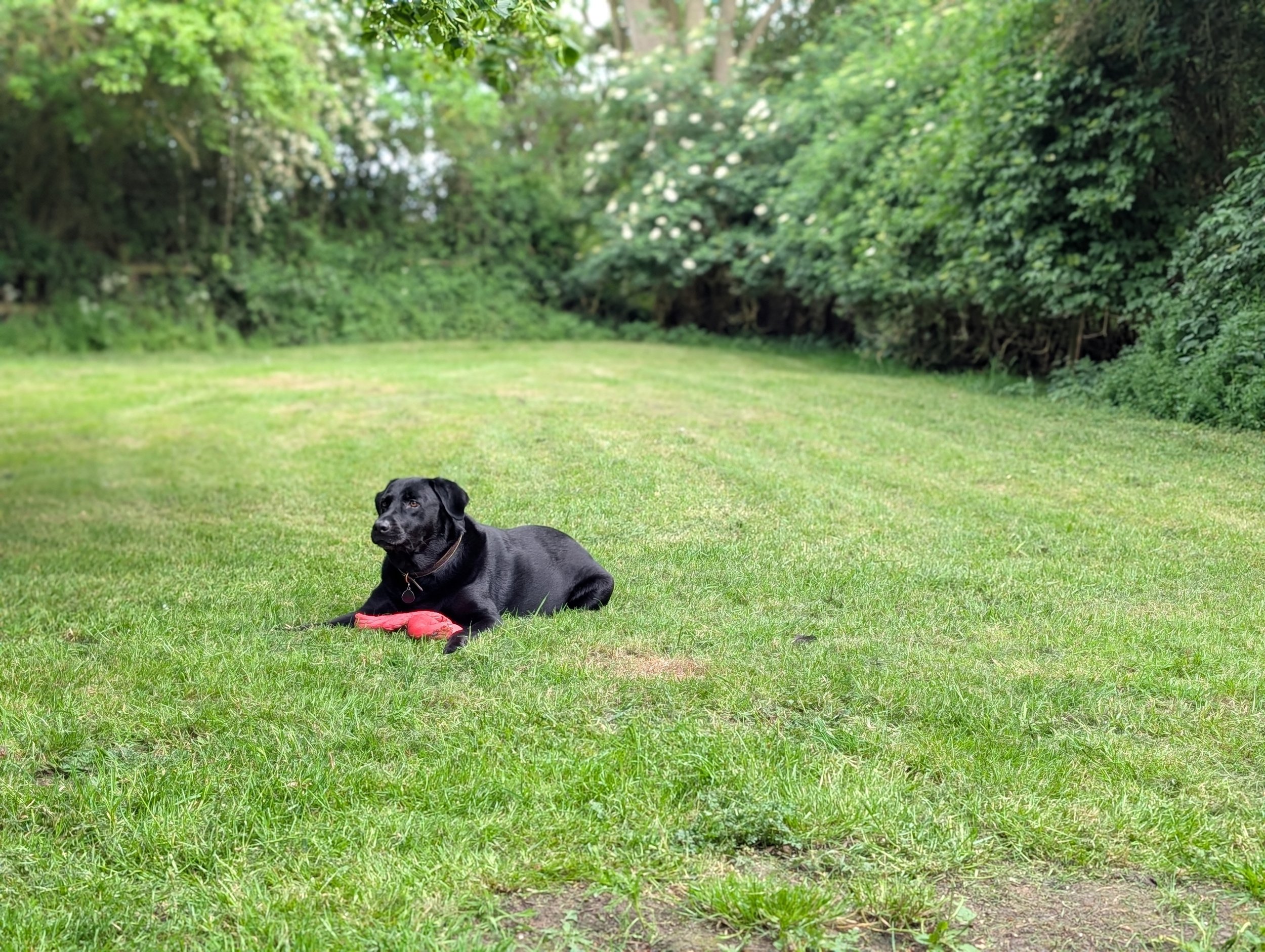 Black dog lying on green grass in a backyard with trees and bushes in the background.