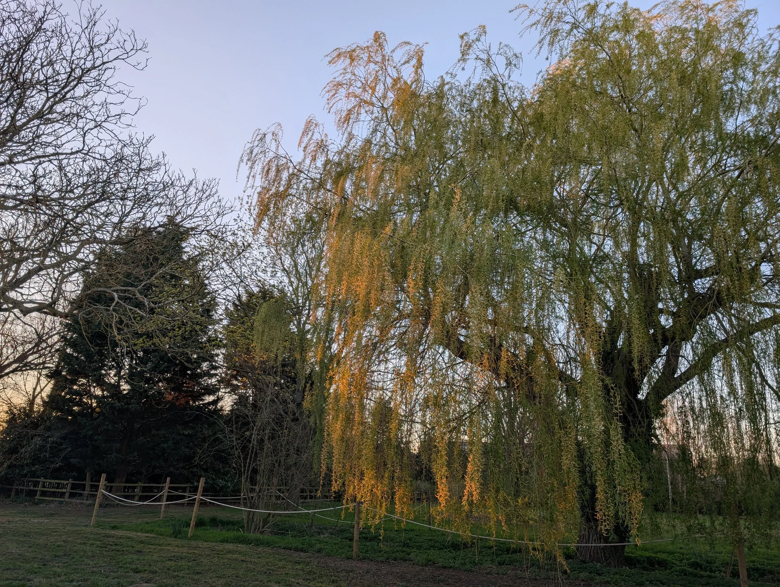 A clear view of trees, including some with no leaves and others with hanging green and yellow foliage, under a light blue sky, with a small grassy area and a wooden fence in the foreground.