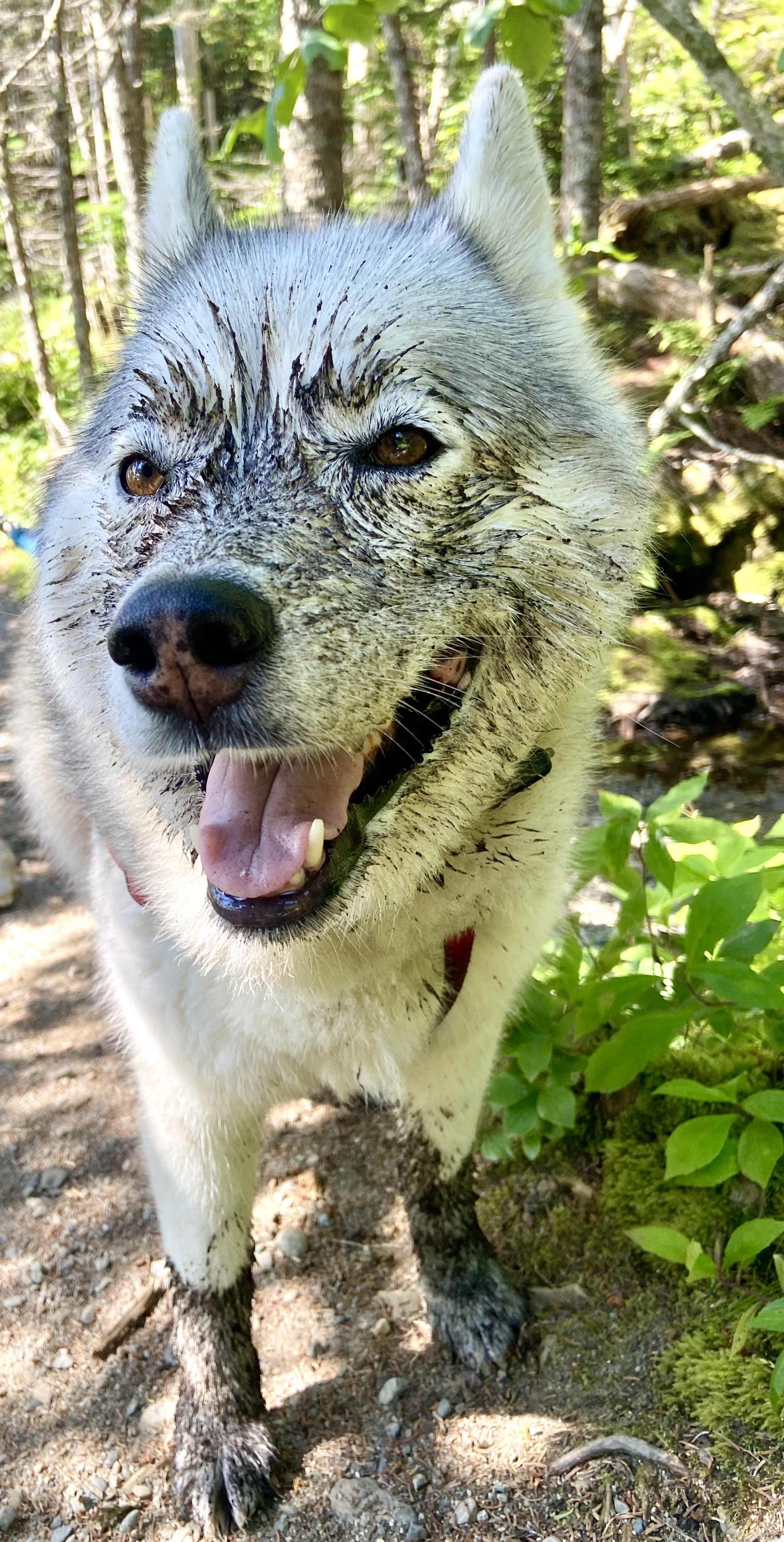 Dirty dog after playing in the mud