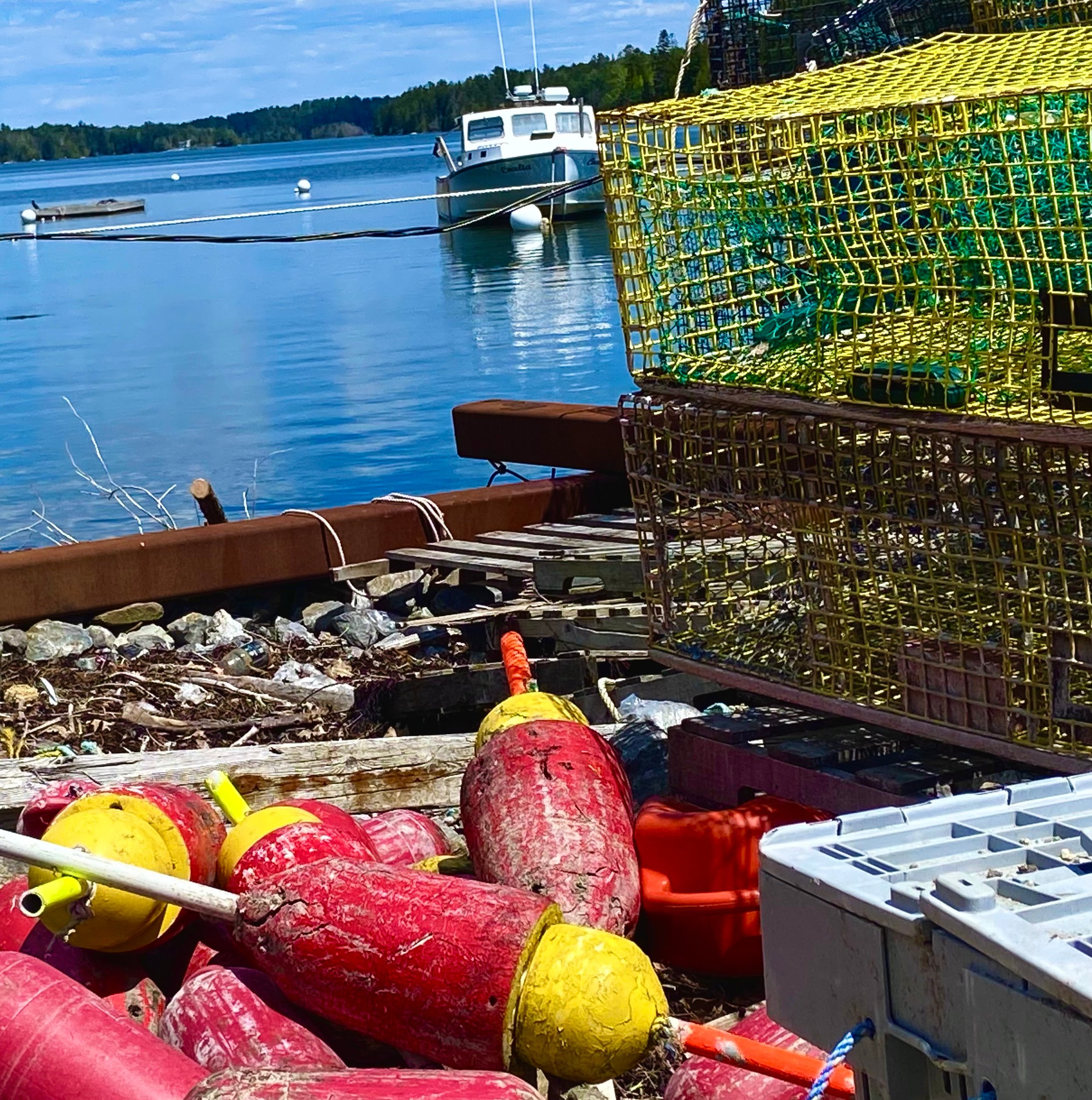 Walk here and you feel the lobsters, Great Island, ME