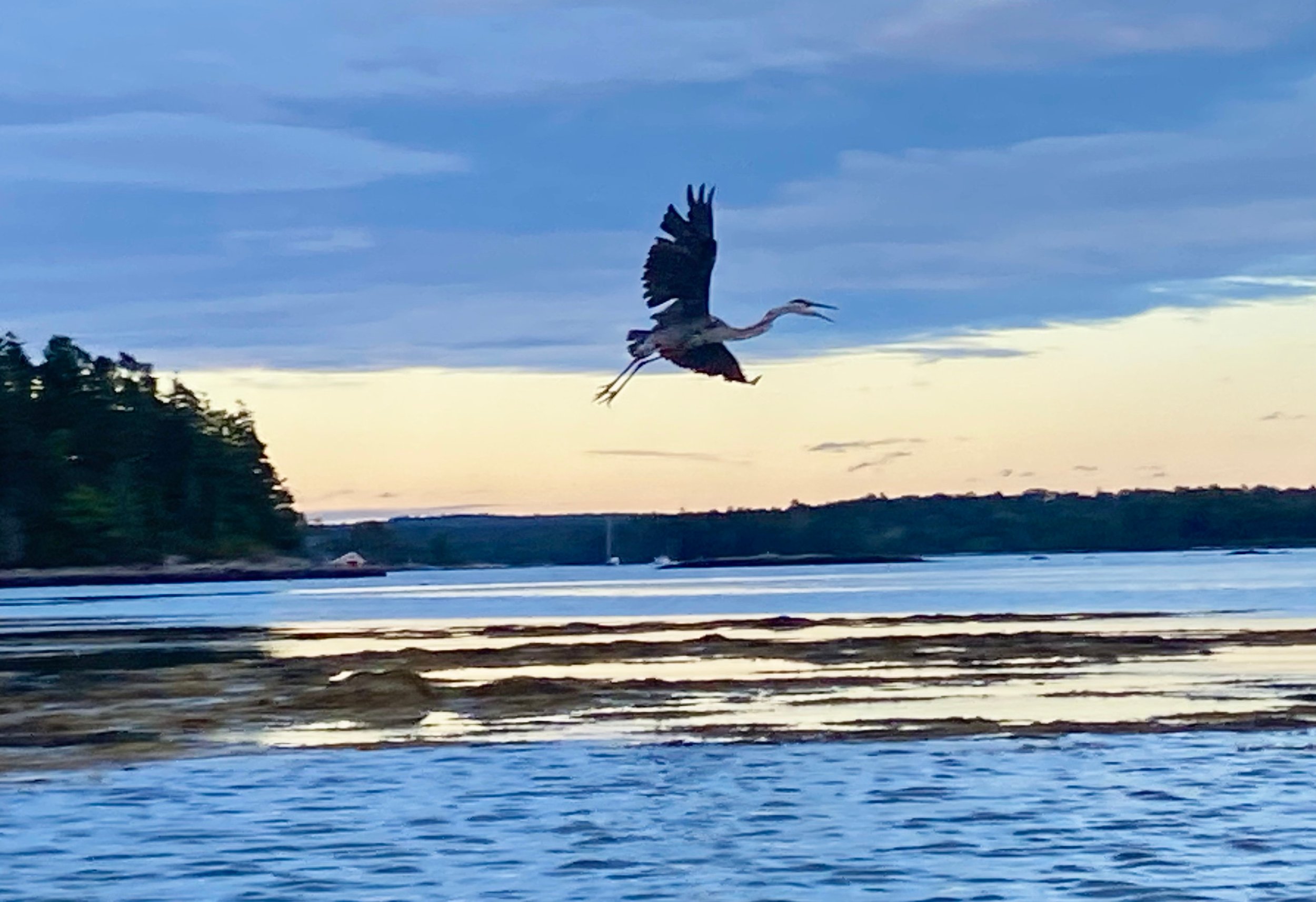 The blue heron is soaring off, looking for food, Great Island, ME