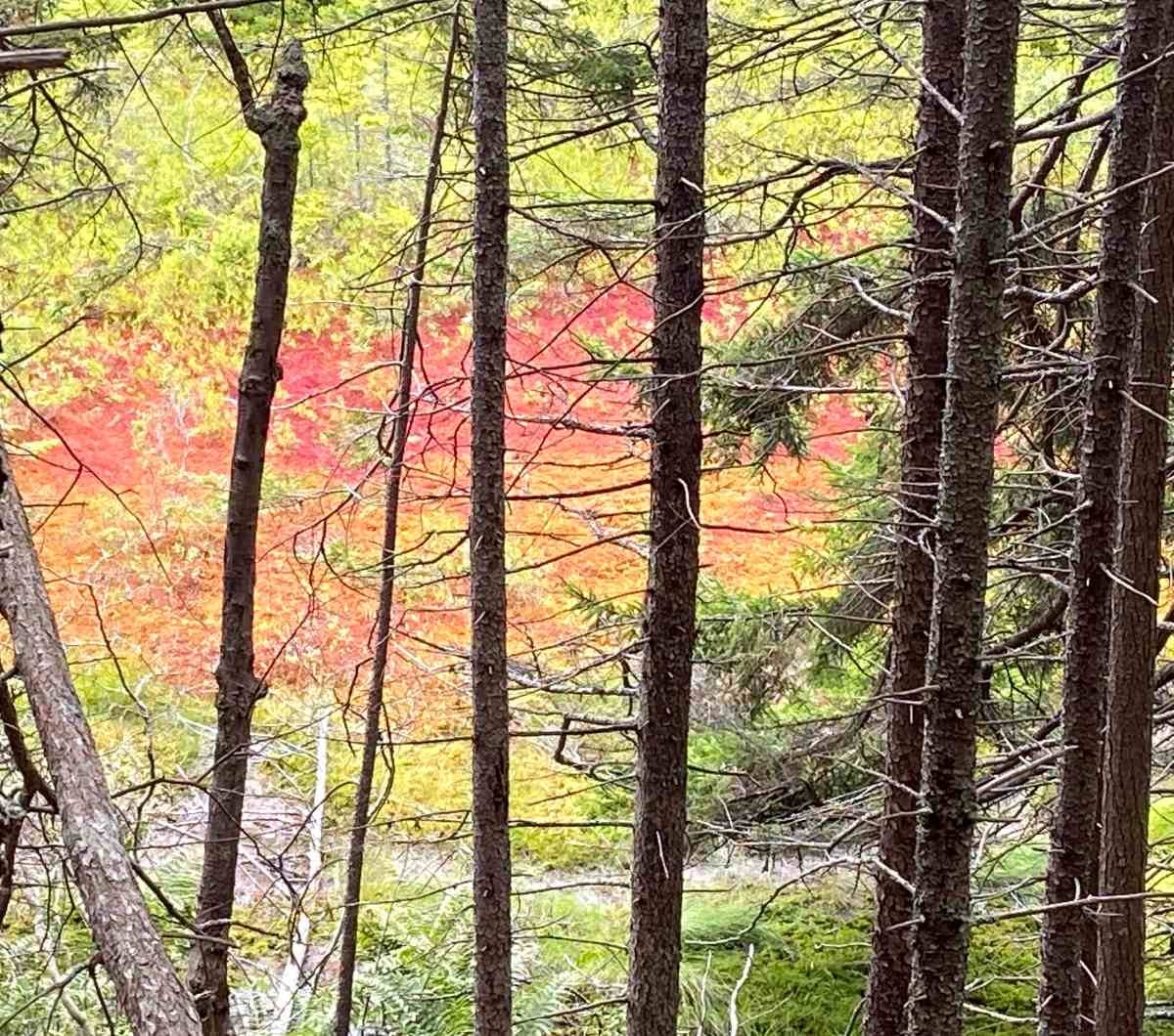 A fall carpet of trees, Great Island, ME