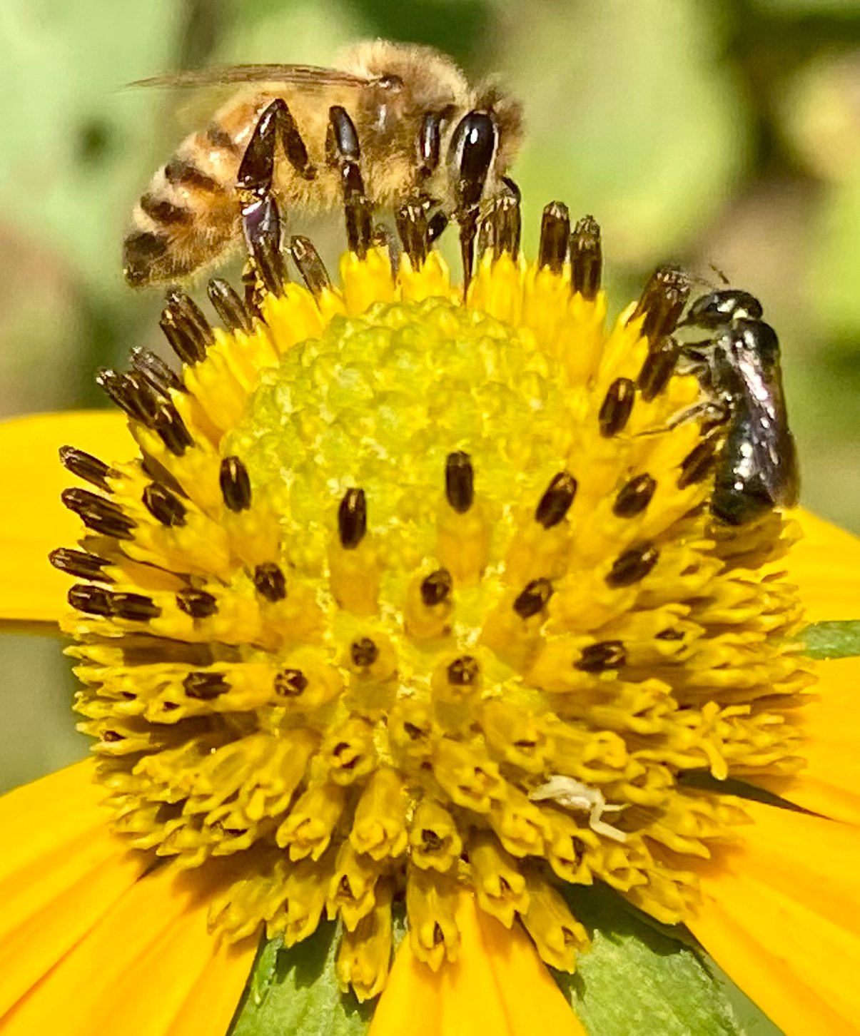 It's pollen time