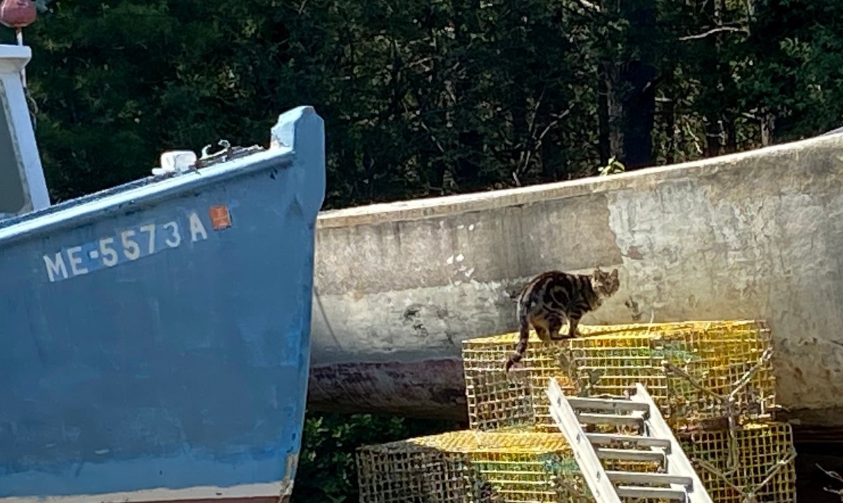 A lobster cat ready for the catch, Great Island, ME