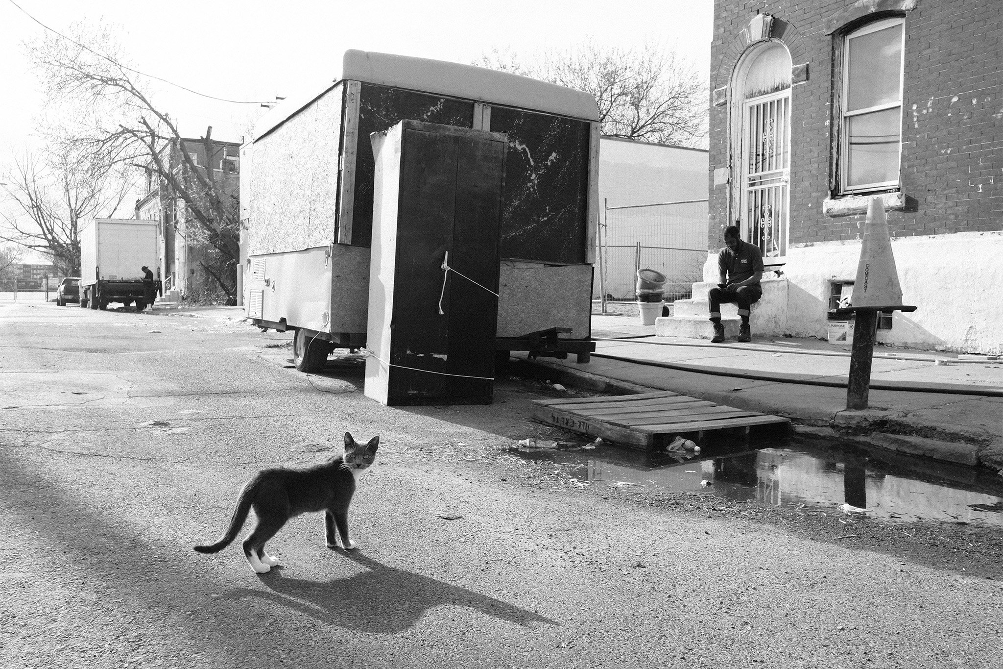 Cowboy cat