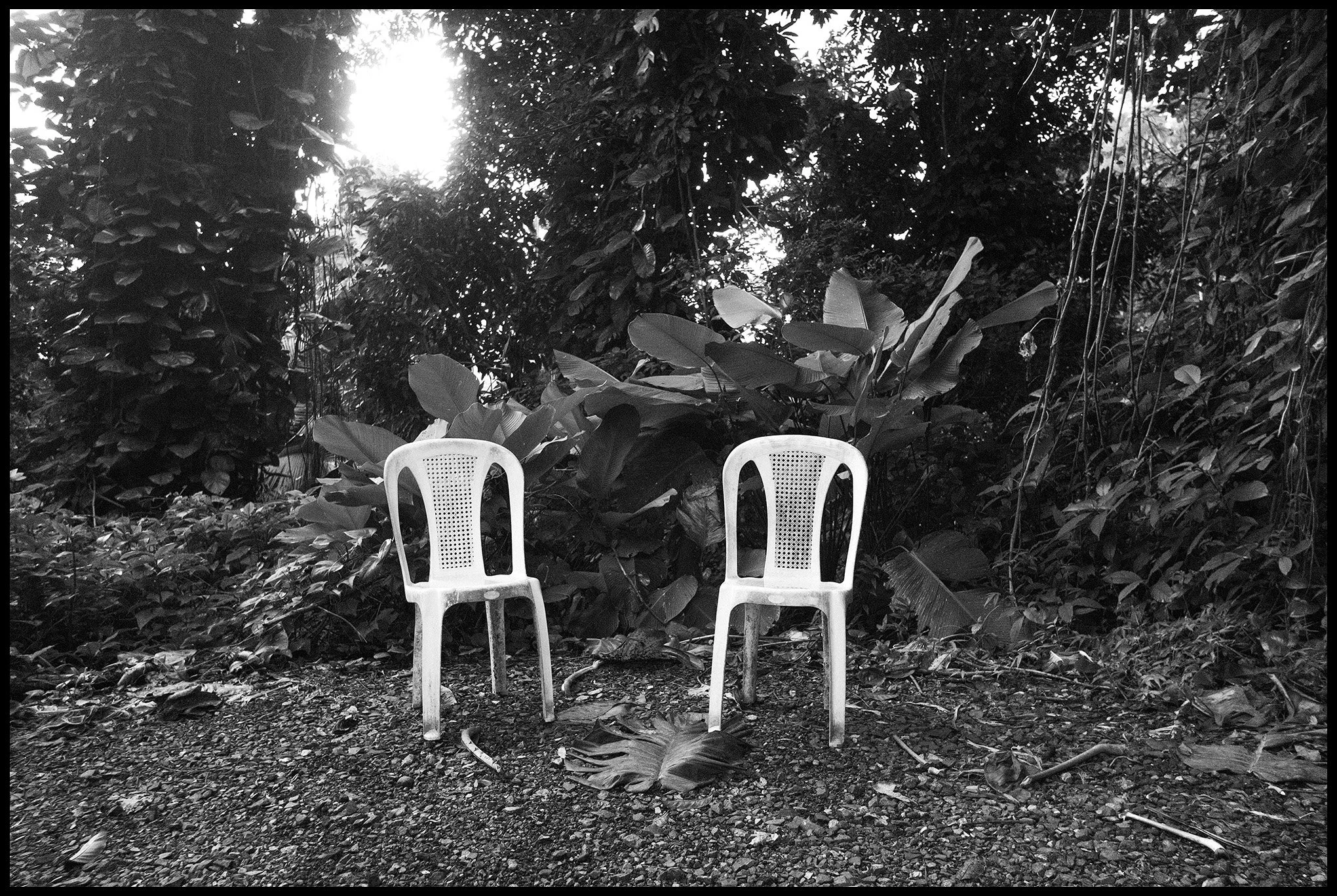  Bosque Nacional El Yunque, Puerto Rico March 2025 