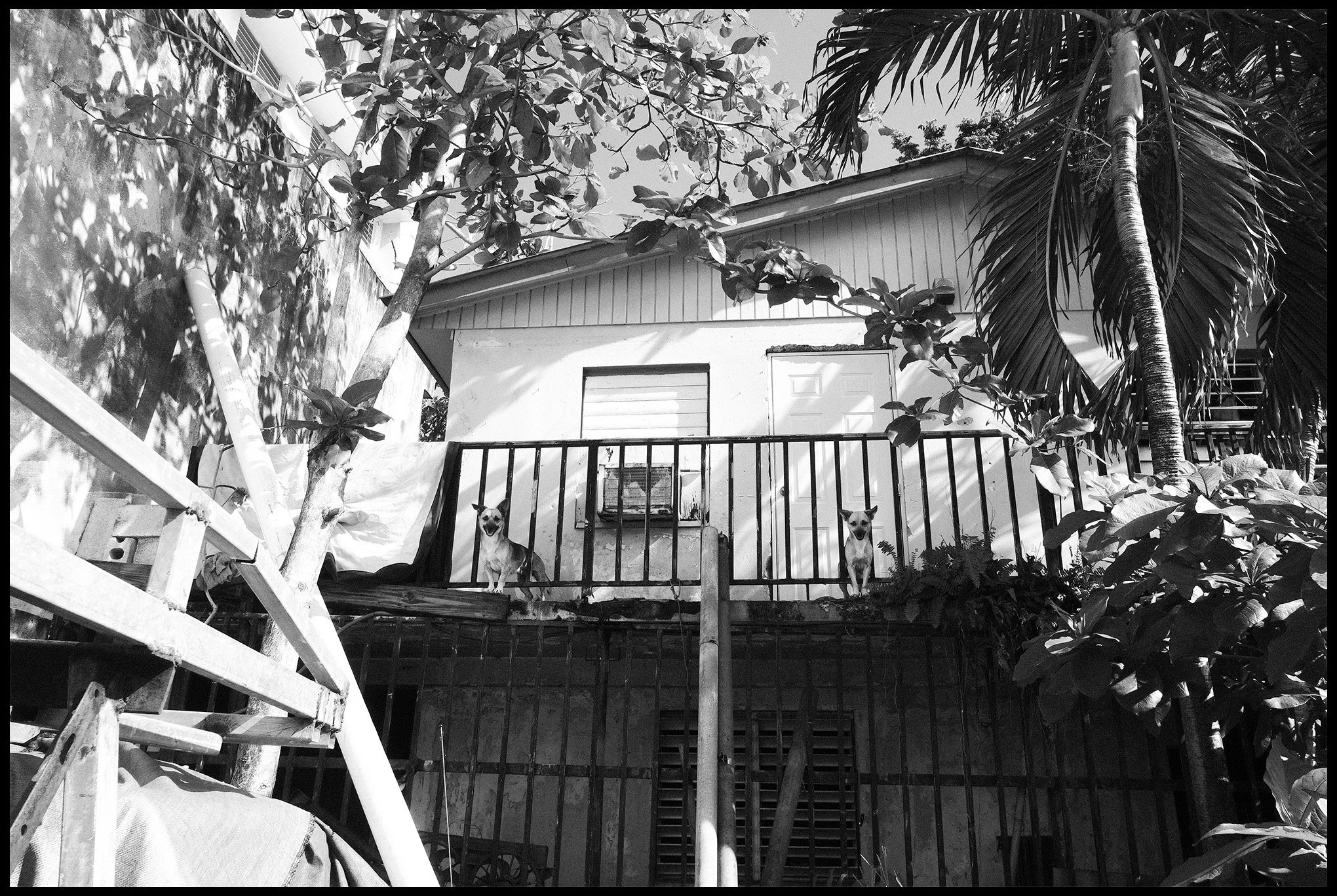 Looking for an iguana