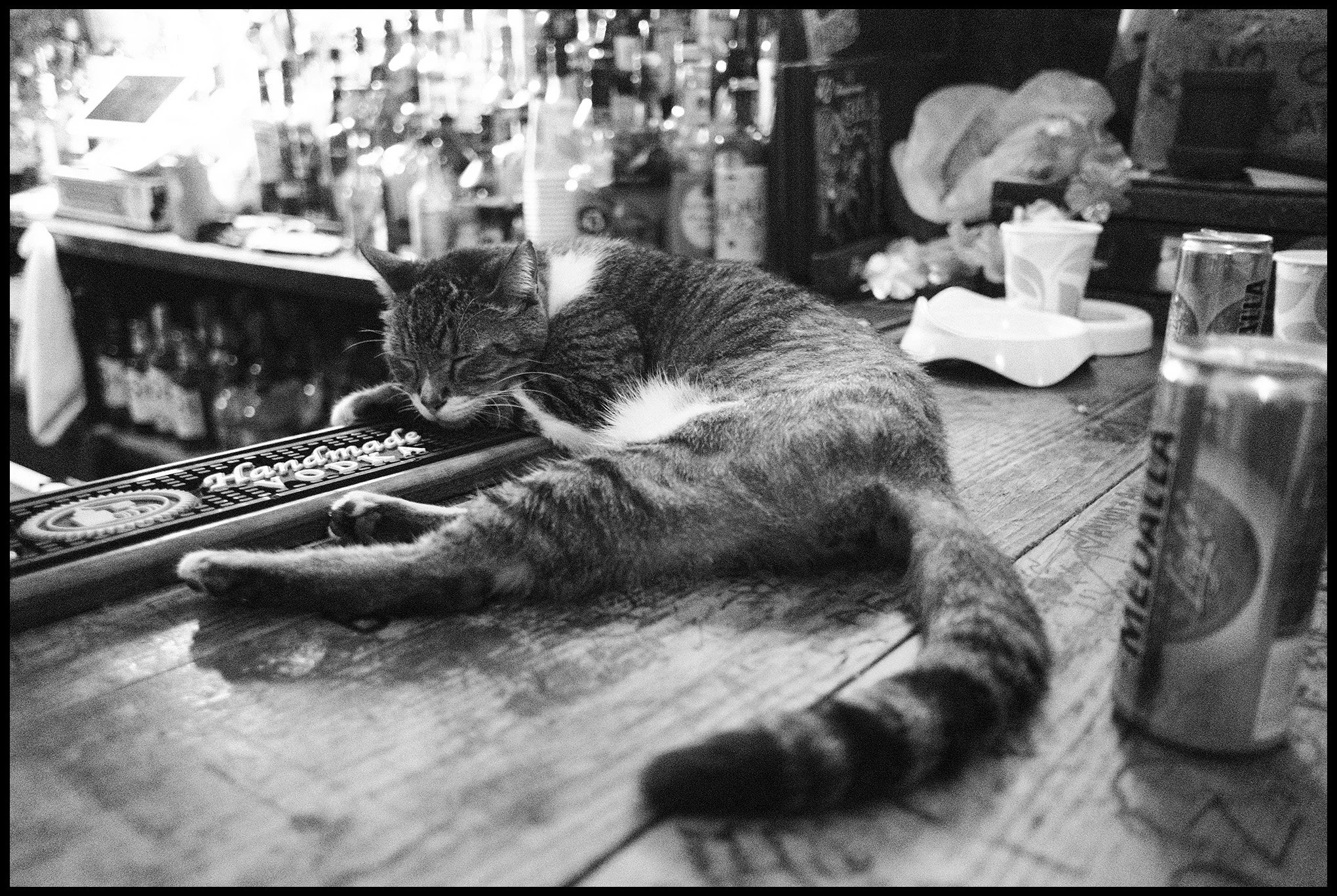 Cleo the bar cat