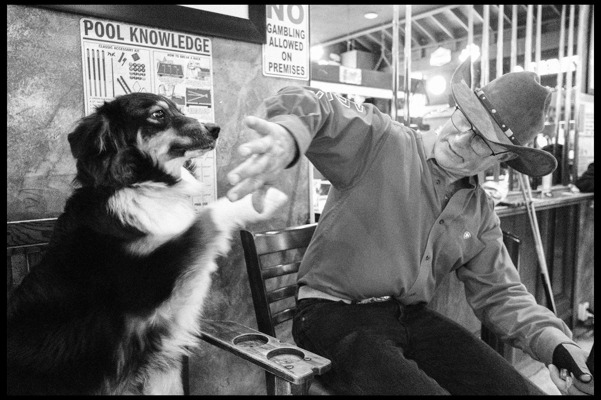 Pool hall dog