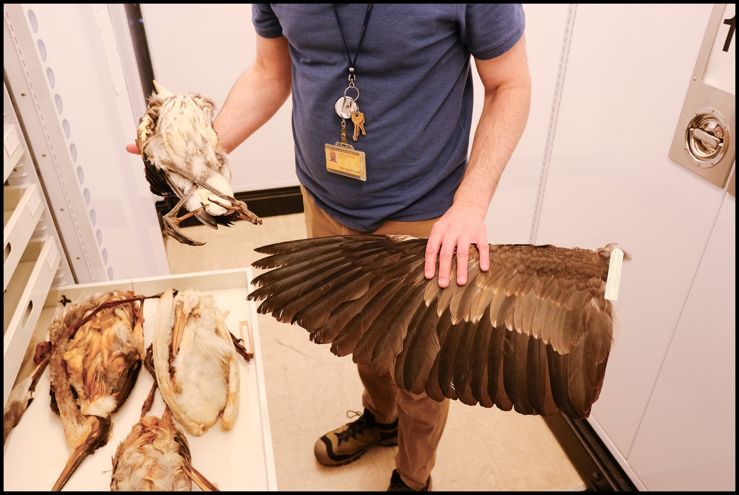 Blue heron wing