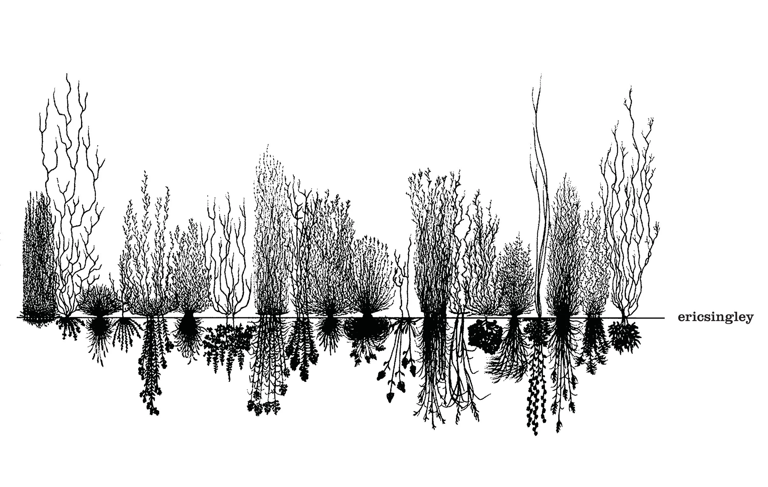 es-roots.jpg